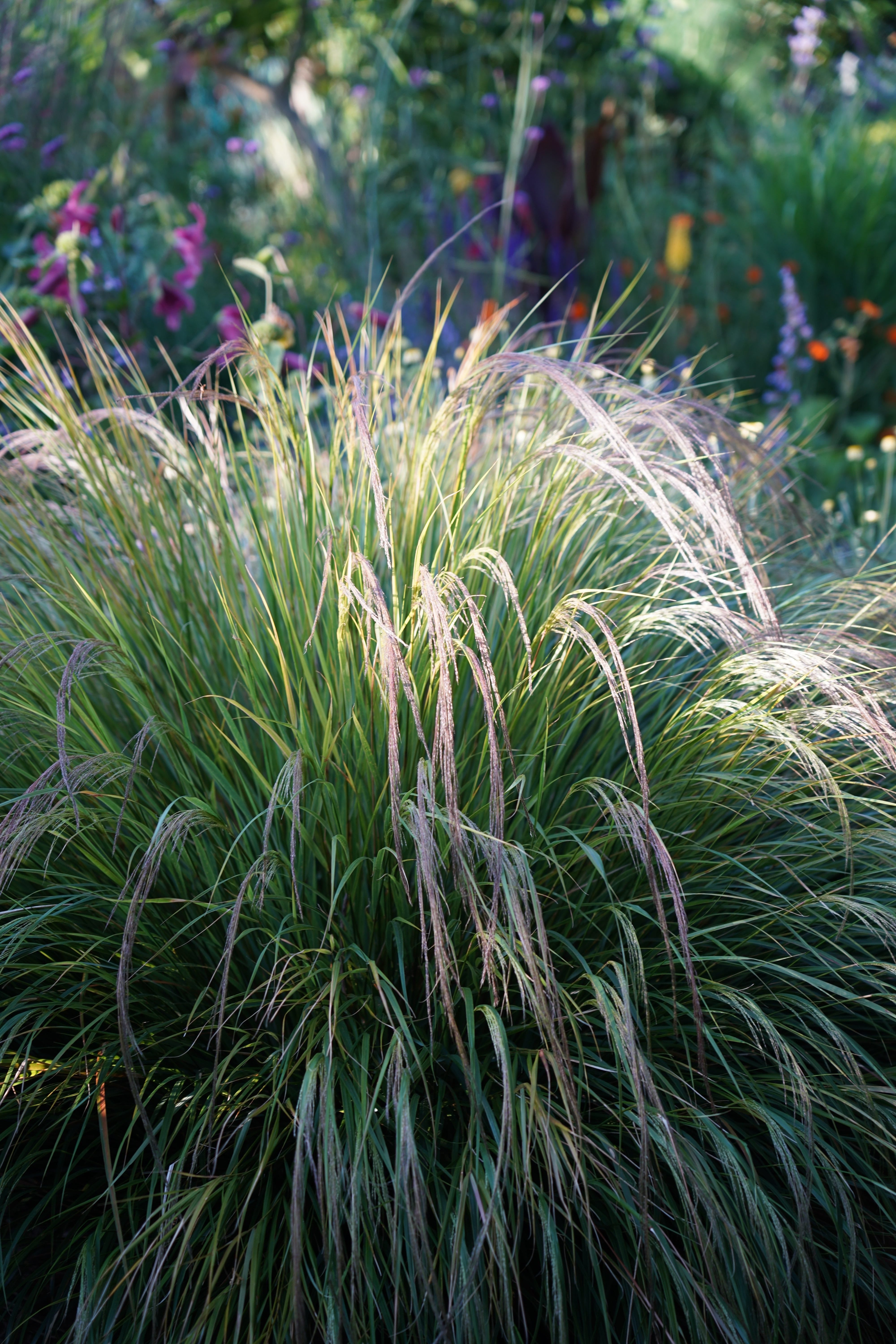 16+ Annual Vs Perennial Grass Ornamental Grasses - Order online from our nursery – Aurora Perennials