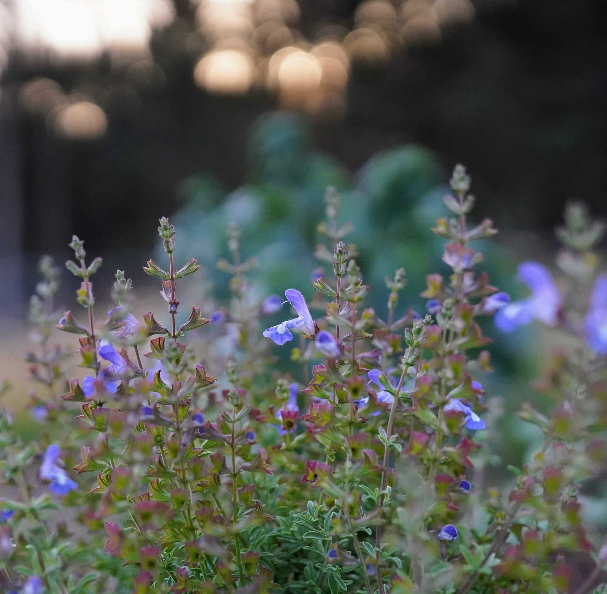 Salvia muirii