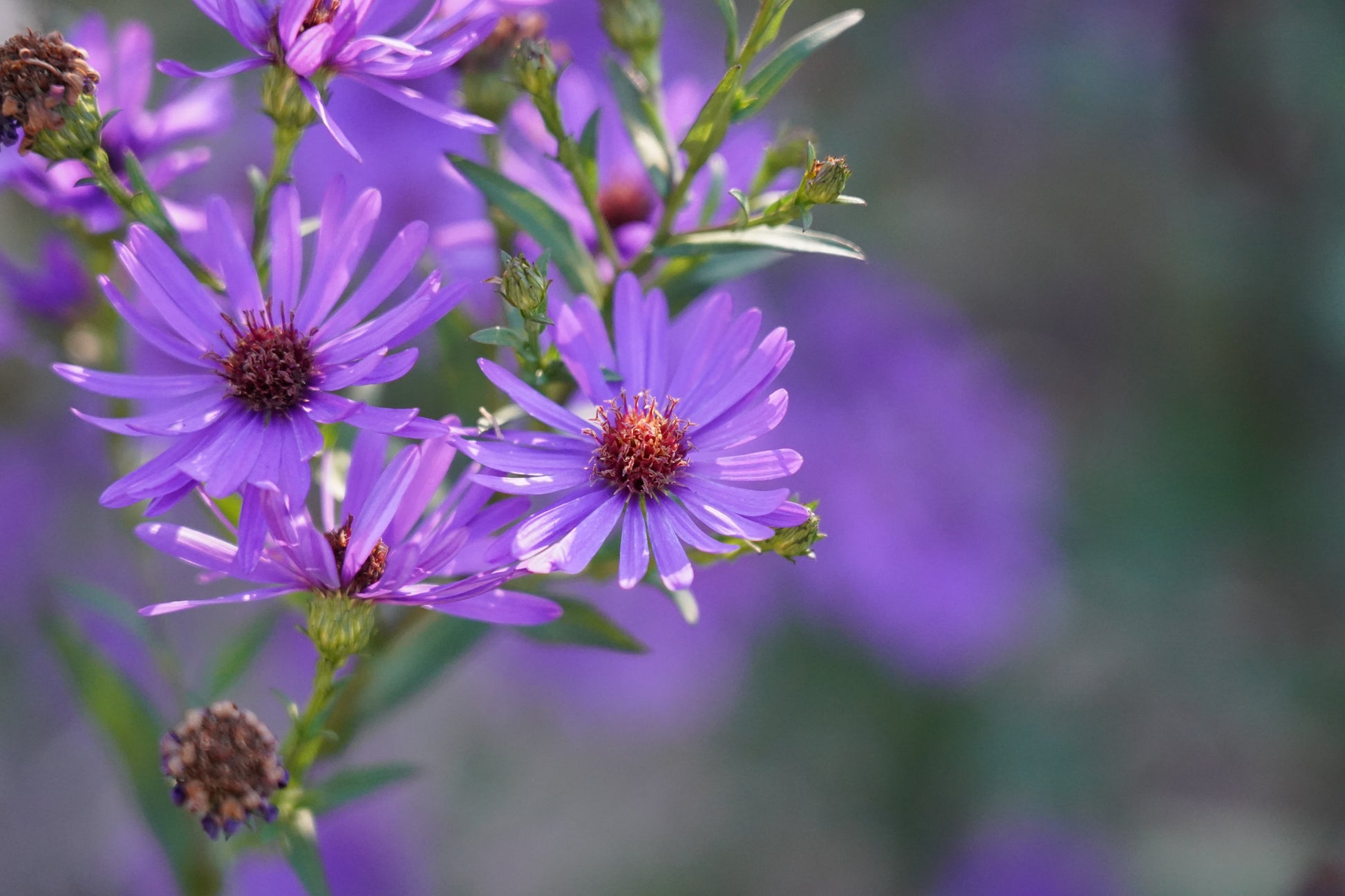 Aster laeve 'Orpheus'