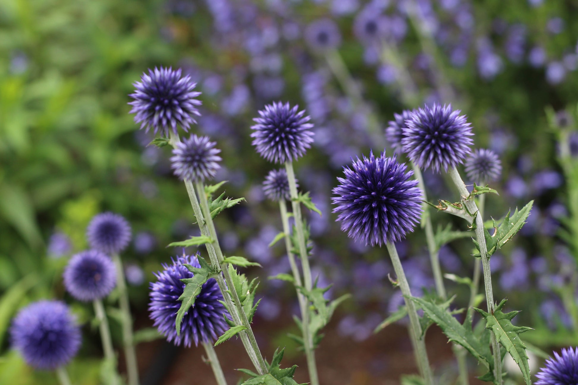 Echinops ritro