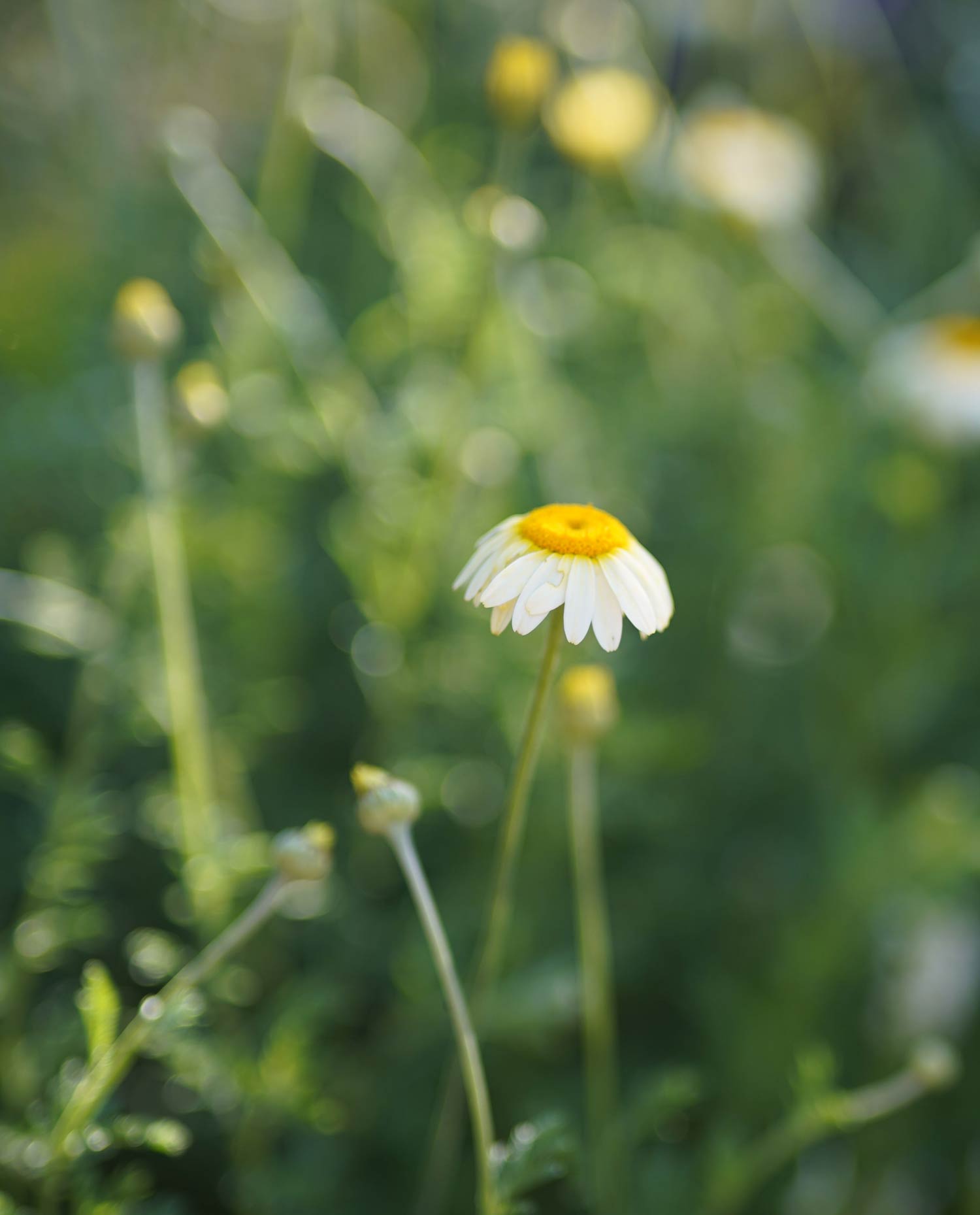 Anthemis ‘Susannah Mitchell’