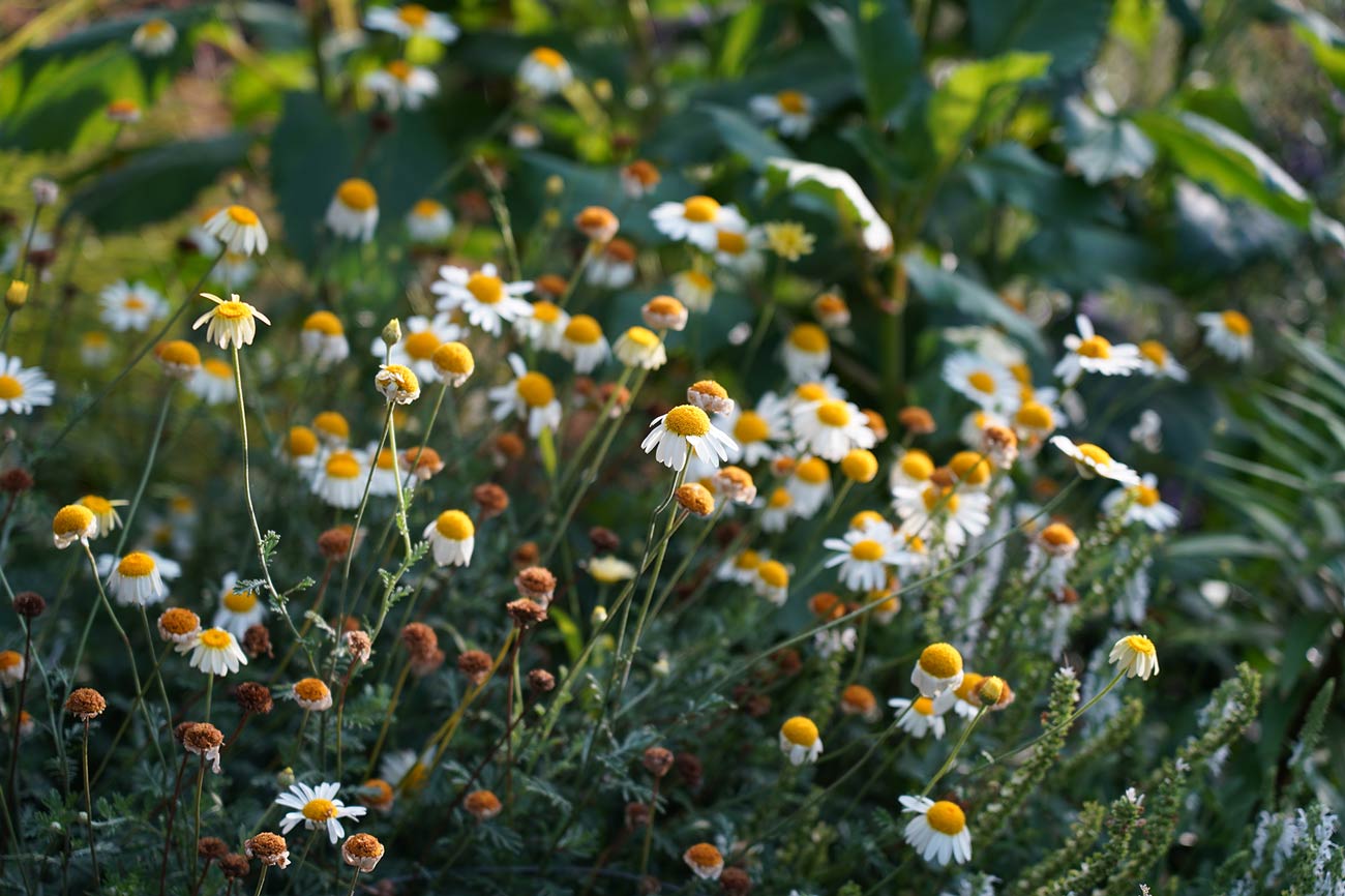 Anthemis ‘Susannah Mitchell’