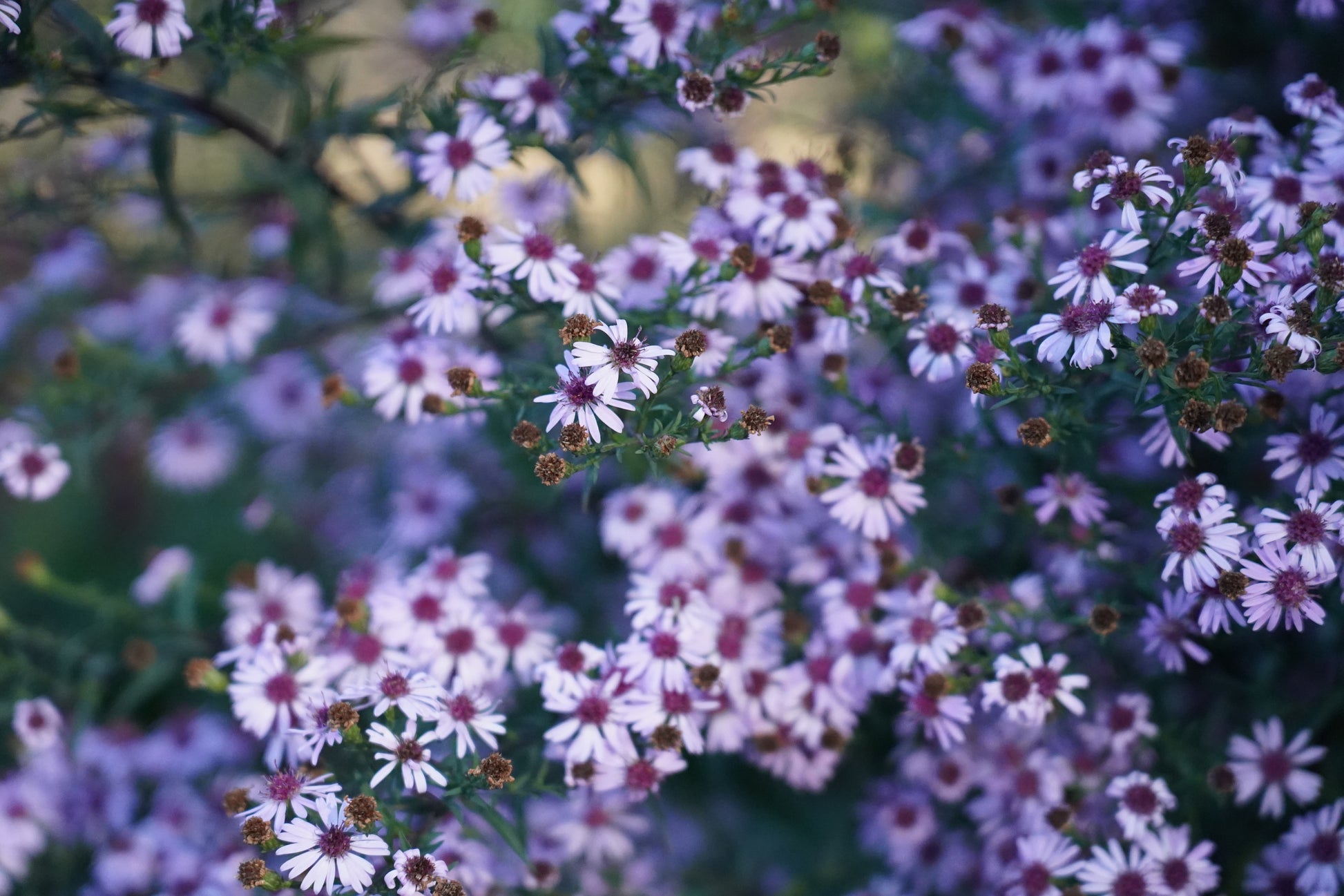Aster lateriflorus ‘Lady in Black’