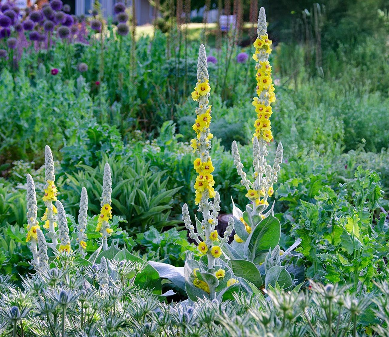 Verbascum bombyciferum 'Polar Summer'