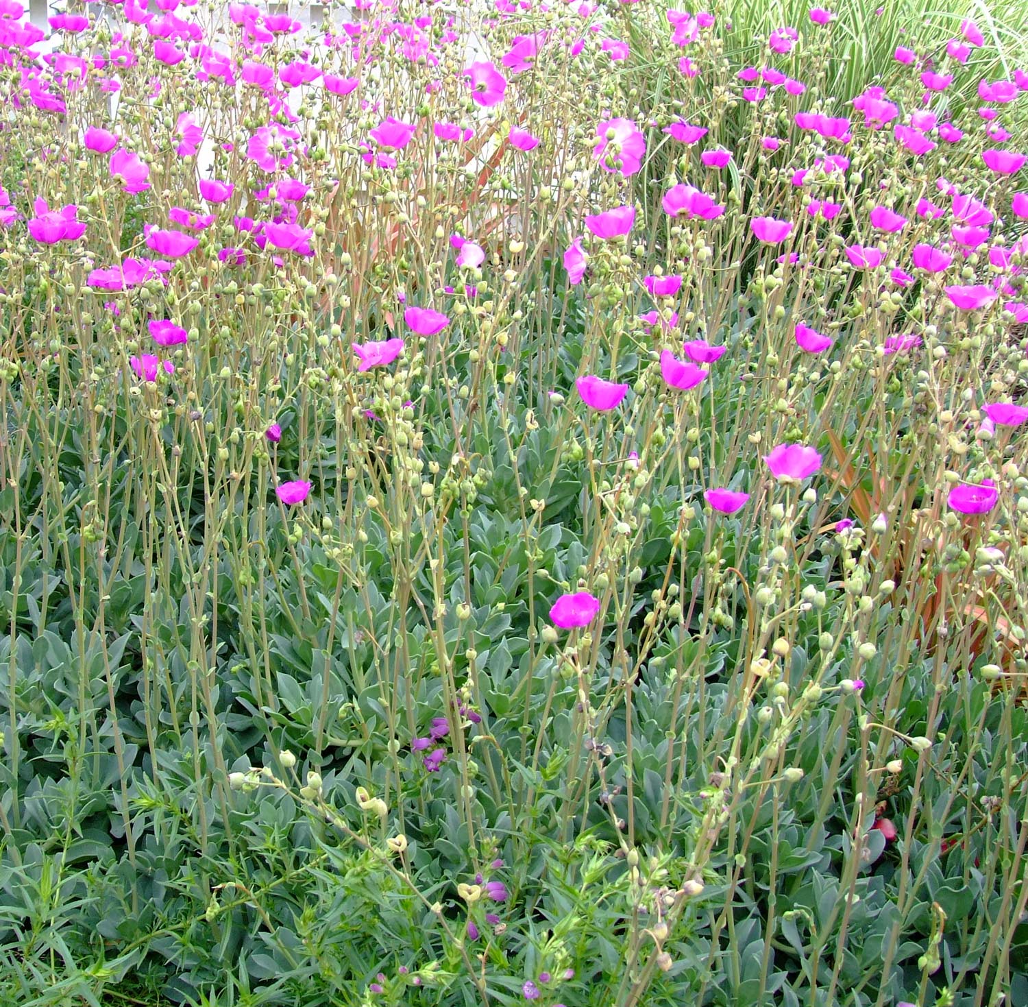 Calandrinia spectabilis