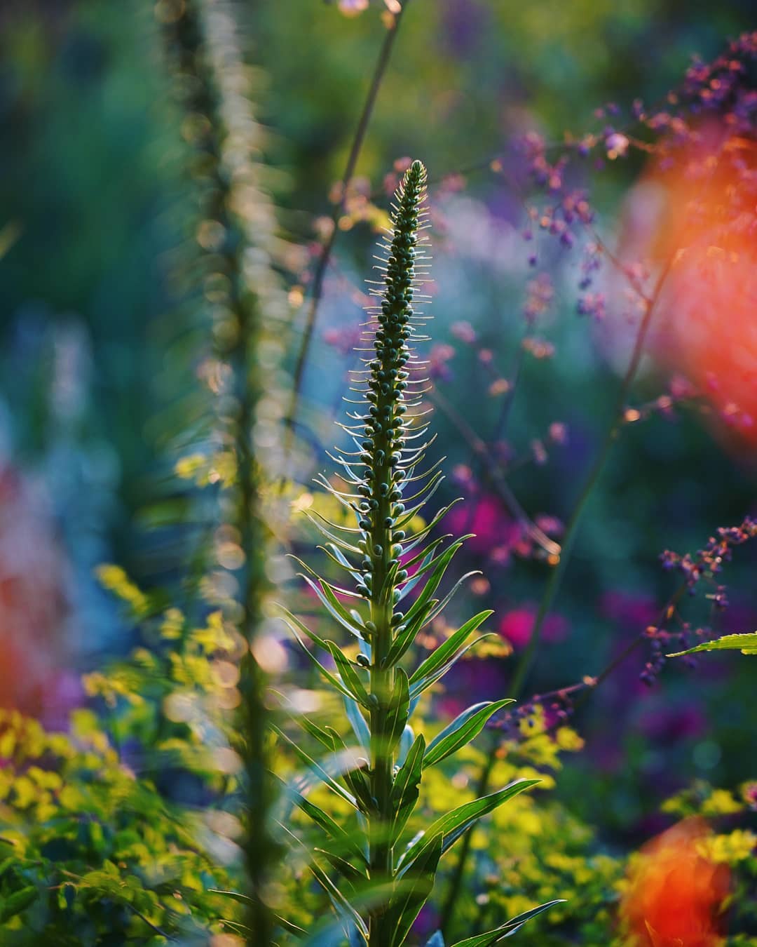 Digitalis ferruginea