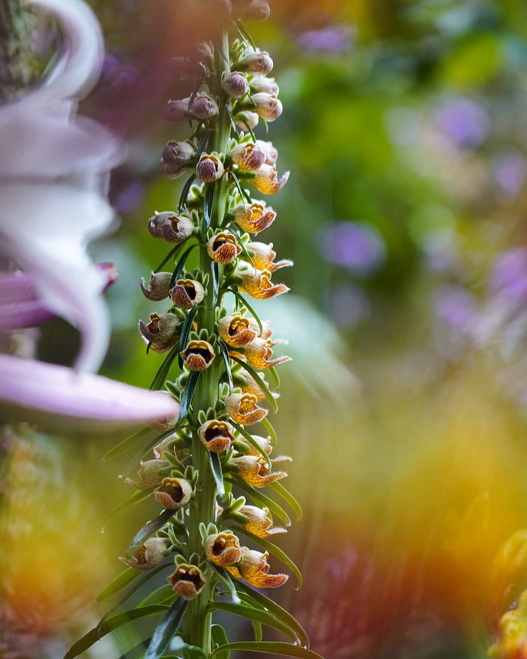 Digitalis ferruginea