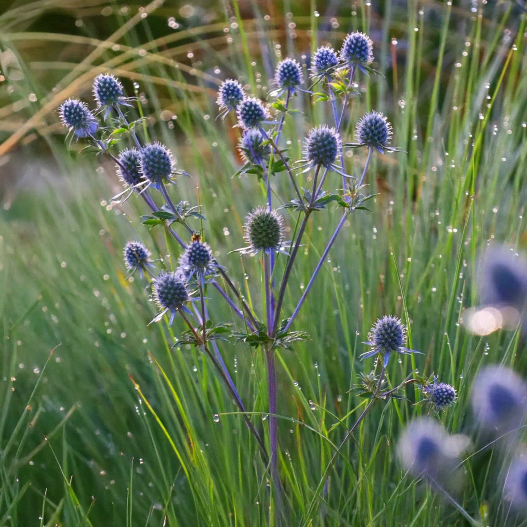 Eryngium planum Deep Blue