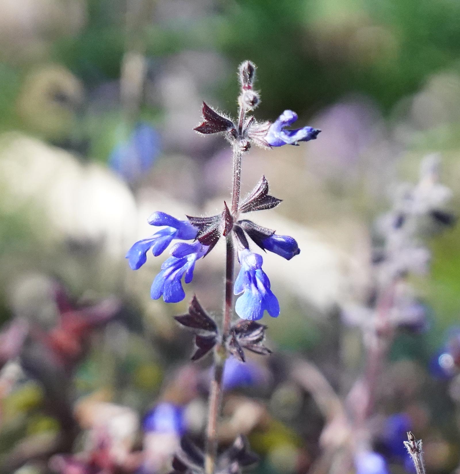Salvia chamaedryoides 'Marine blue'