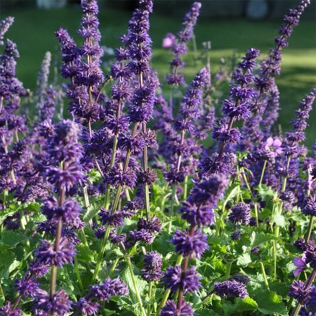 Salvia verticillata 'Purple Rain'