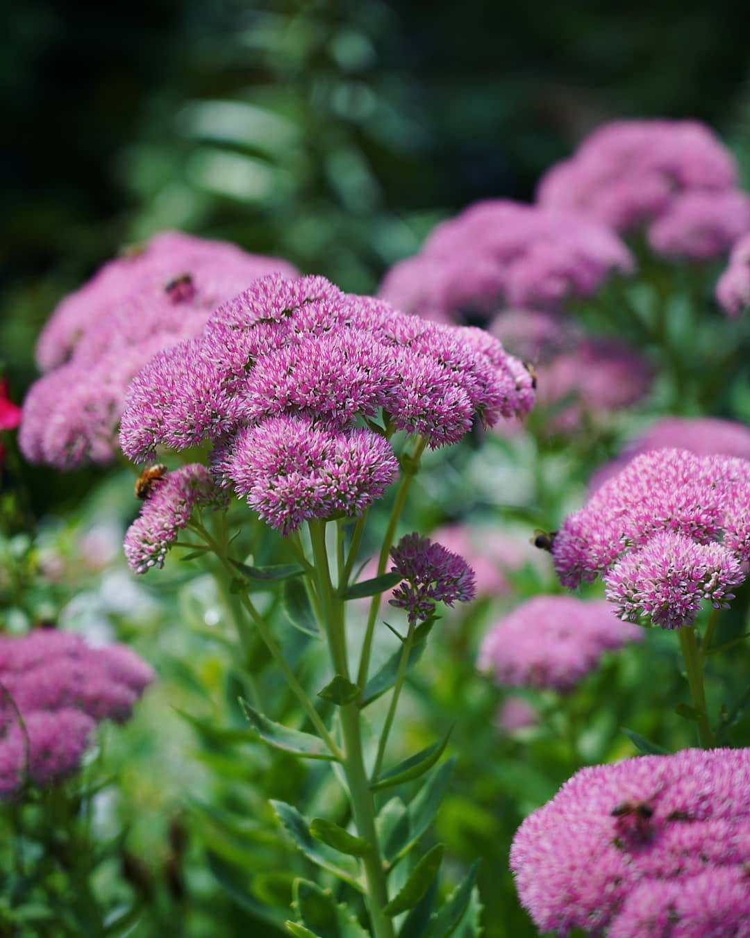 Sedum ‘Autumn Joy’