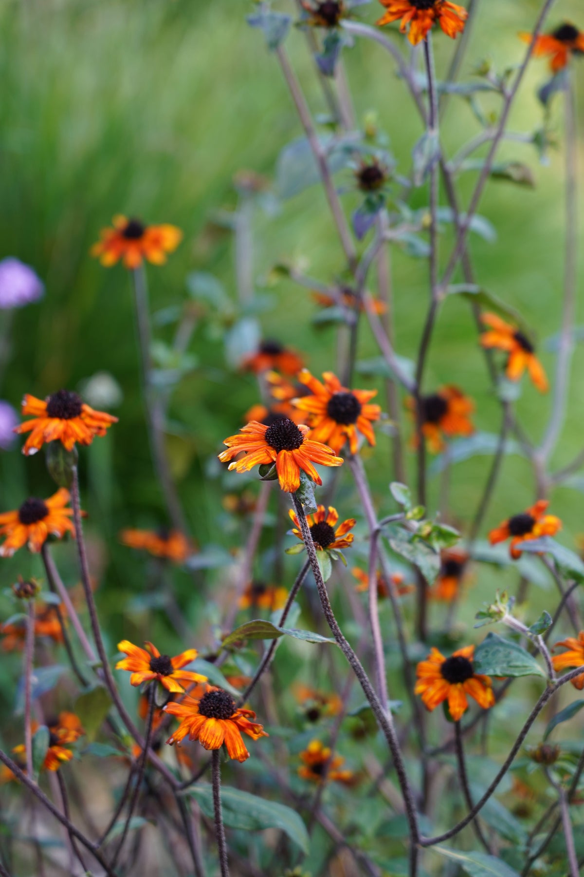 Prairie collection