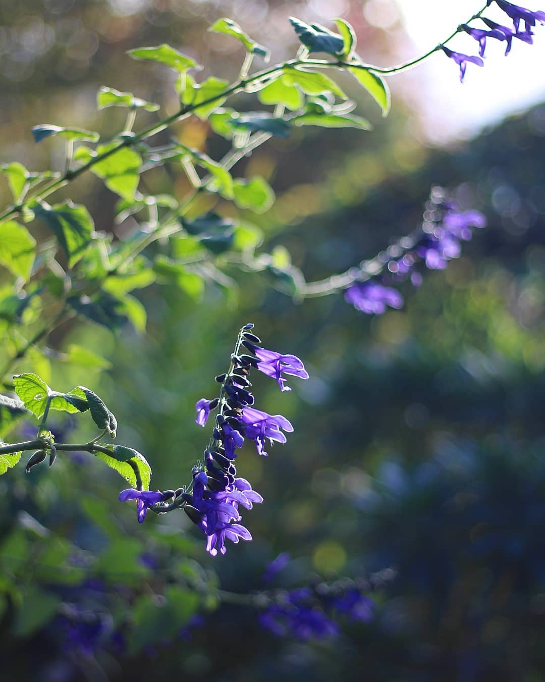Salvias