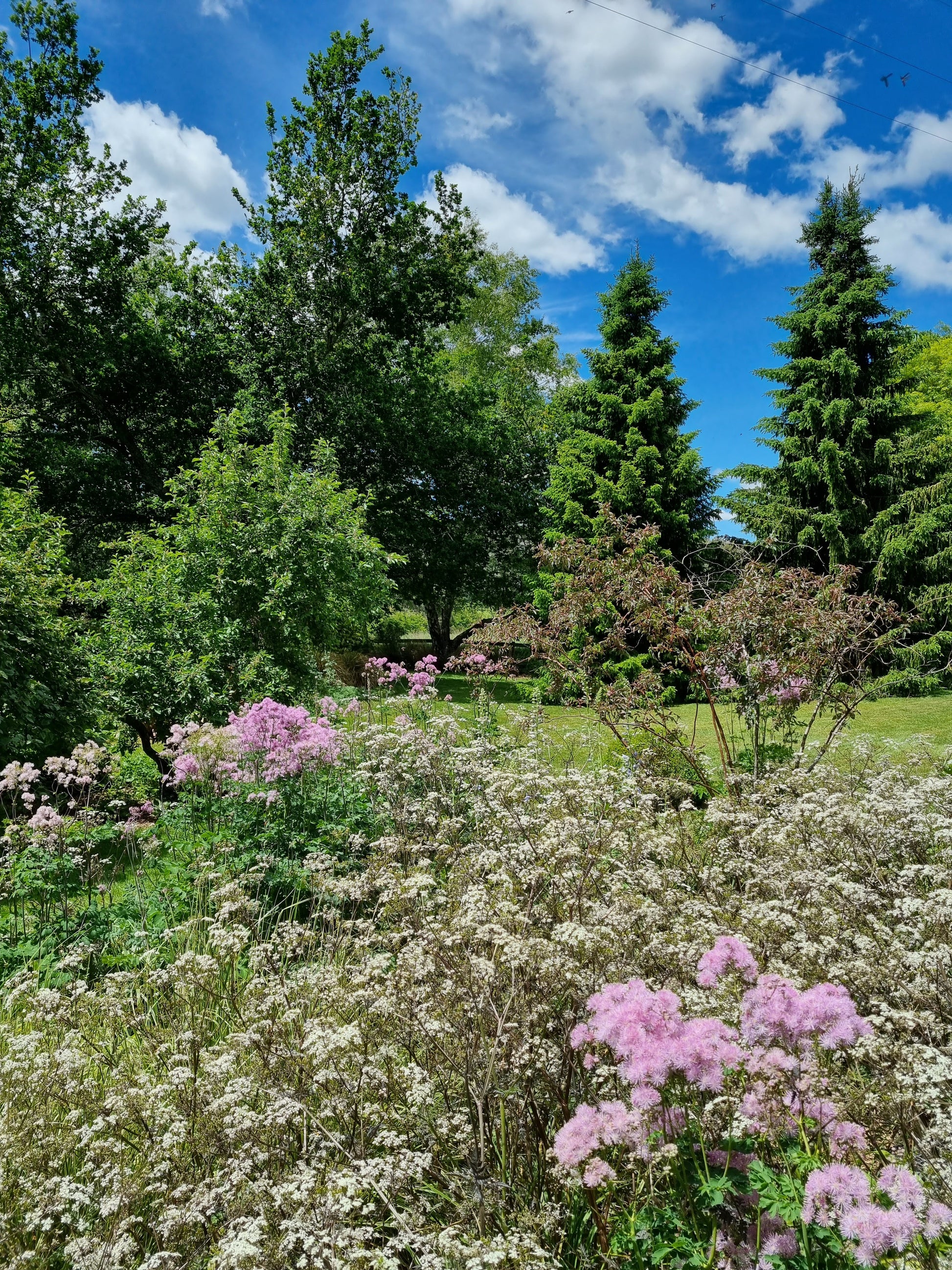 Anthriscus sylvestris 'Ravenswing'