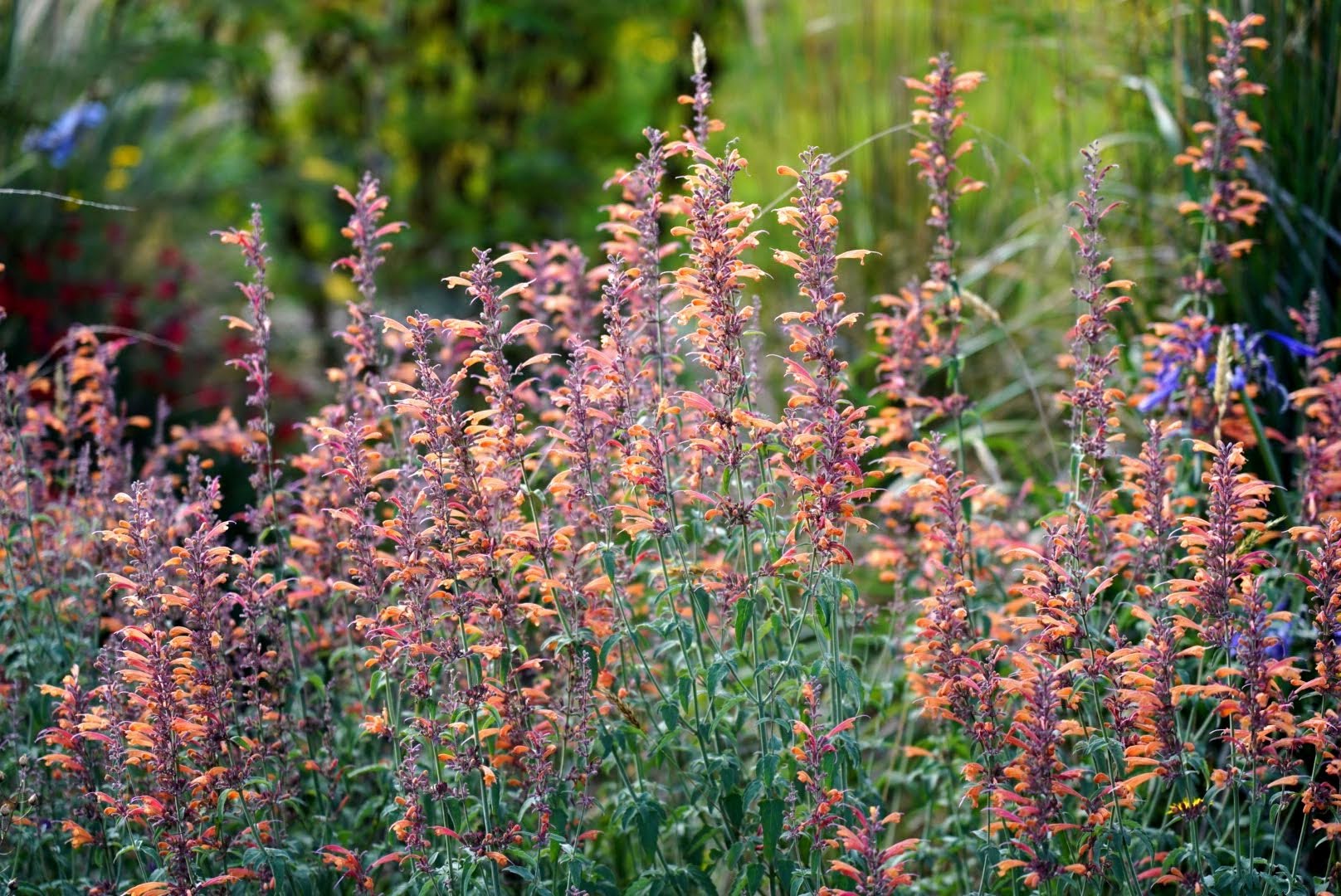 Agastache aurantiaca ‘Copper Rose’