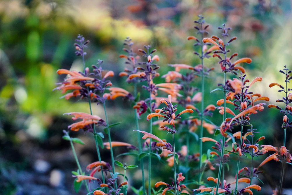 Agastache aurantiaca ‘Copper Rose’