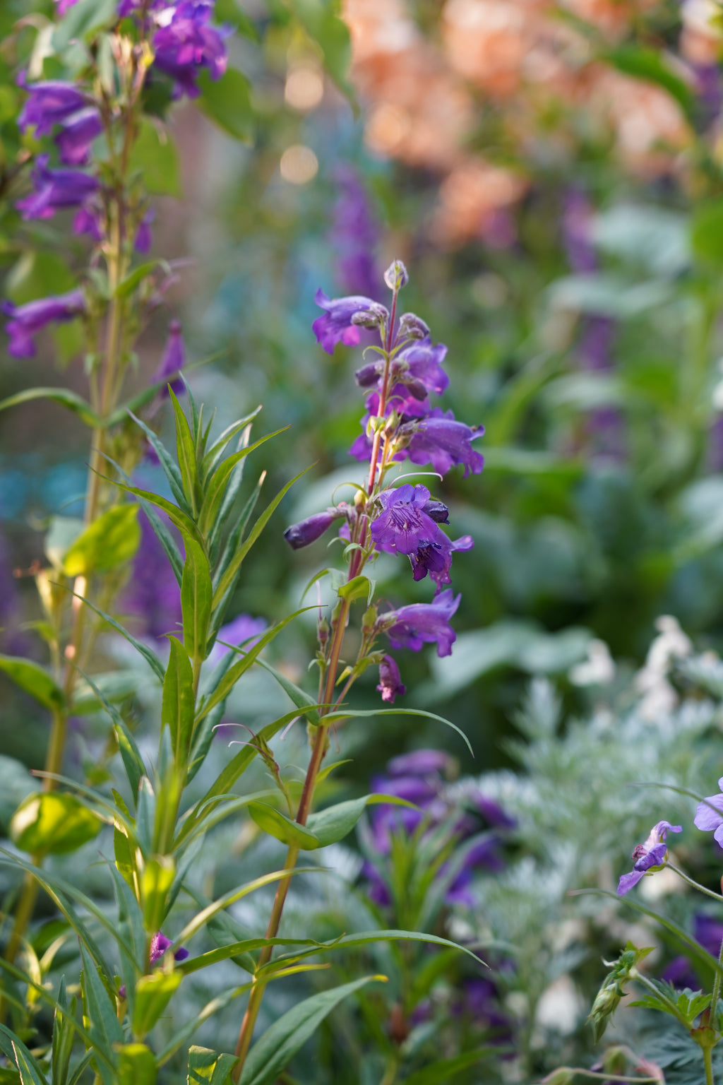 Penstemon 'Midnight'