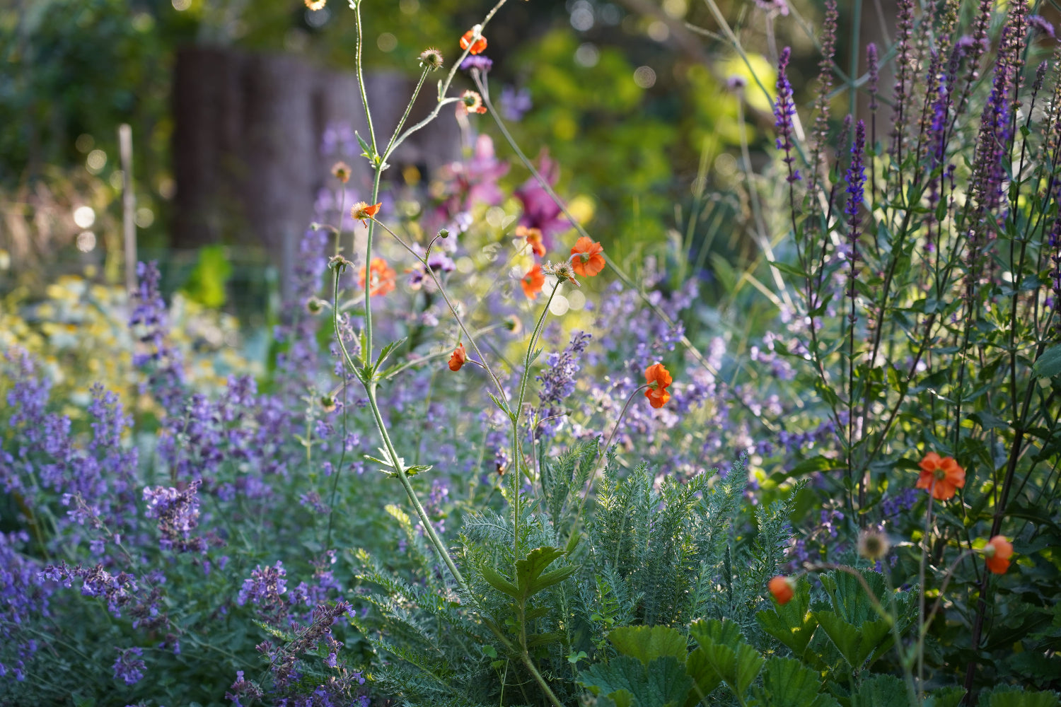 Early summer varieties such as nepeta, geum, salvia, lillium and achillea.
