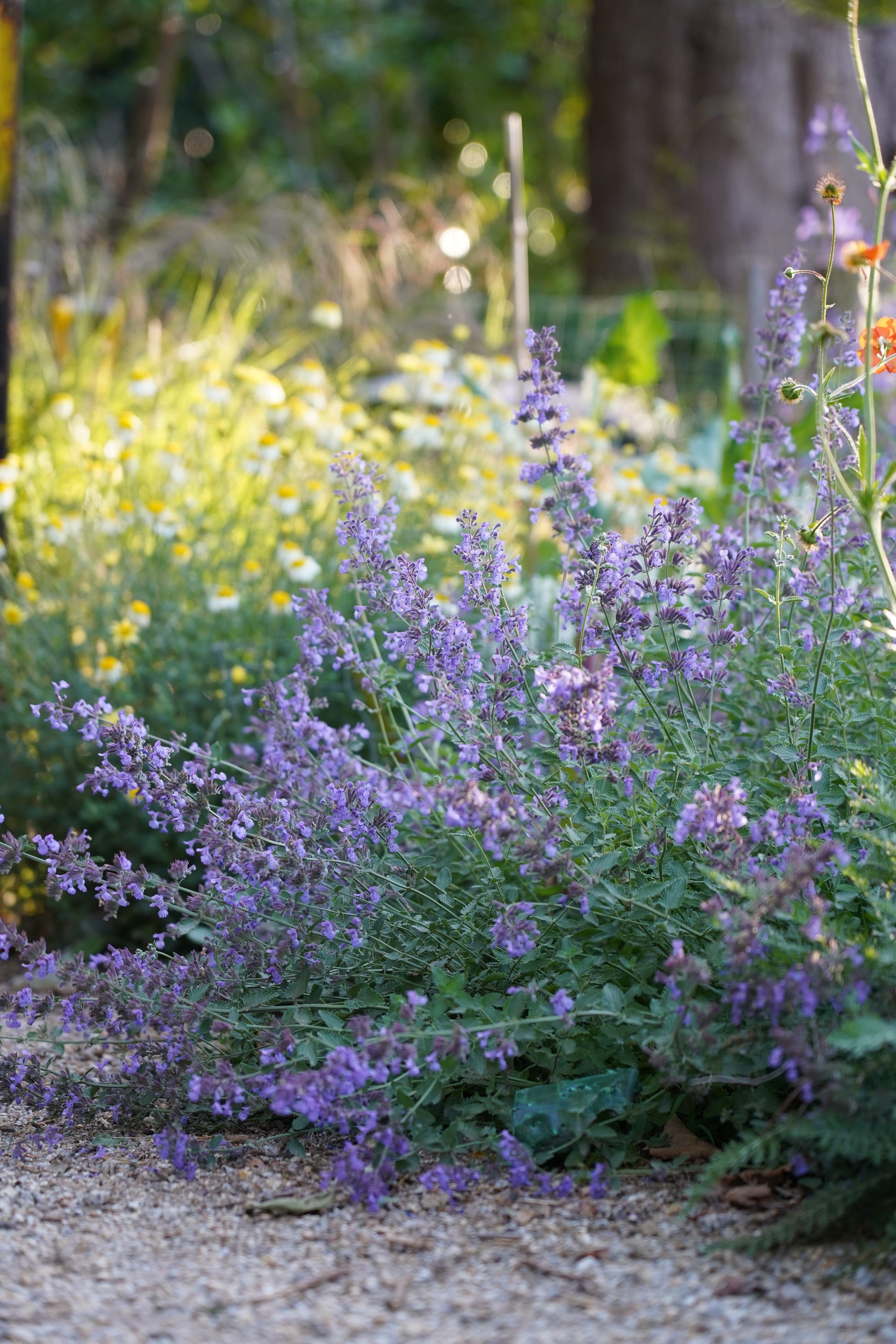 Nepeta 'Walkers Low'