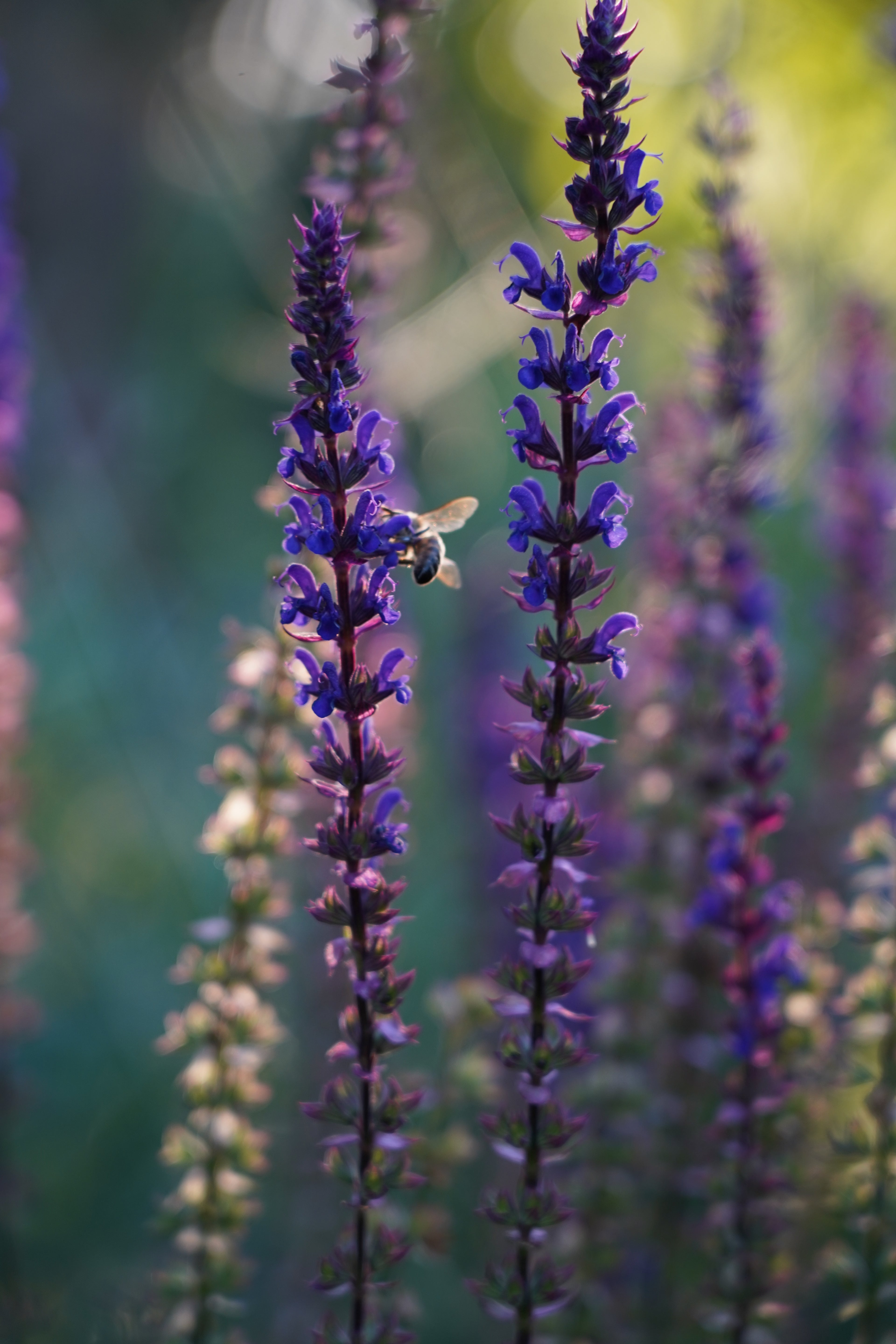 Salvia nemorosa 'Caradonna'