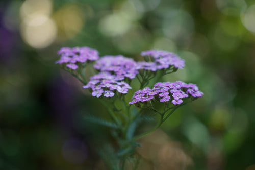 Achillea millefolium 'Cerise Queen'