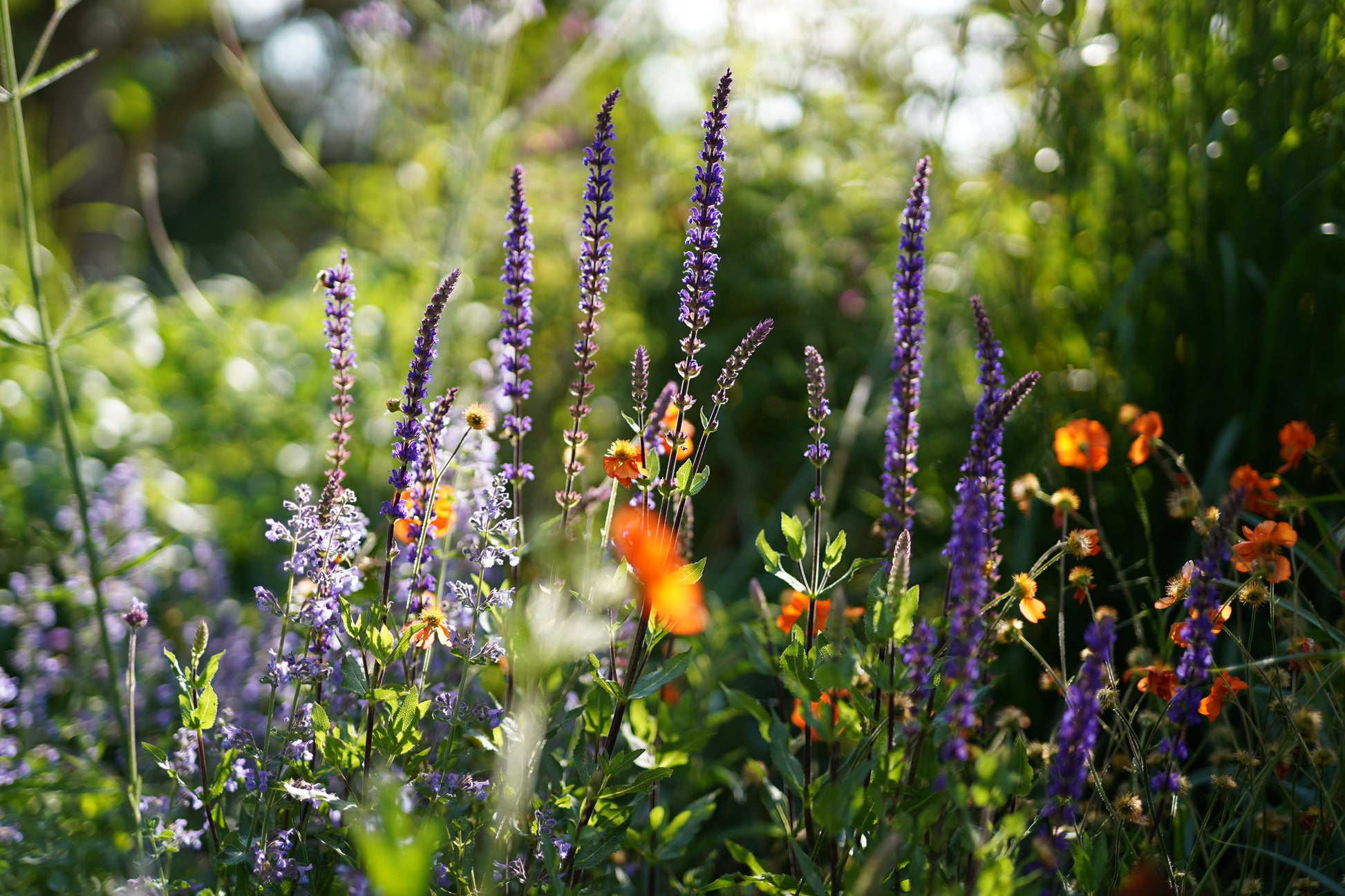 Salvia nemorosa 'Caradonna'