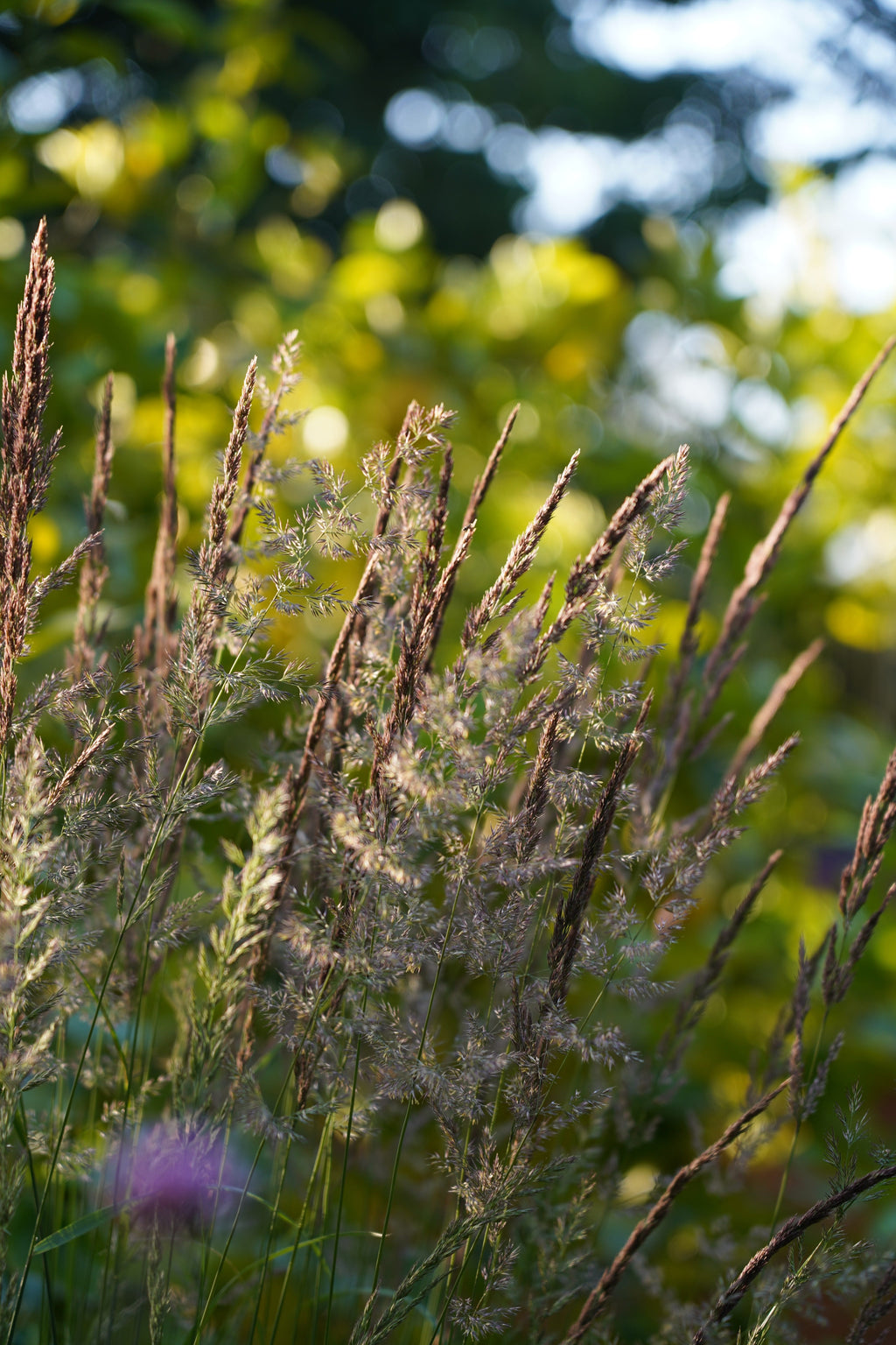 Calamagrostis 'Karl Foerster'