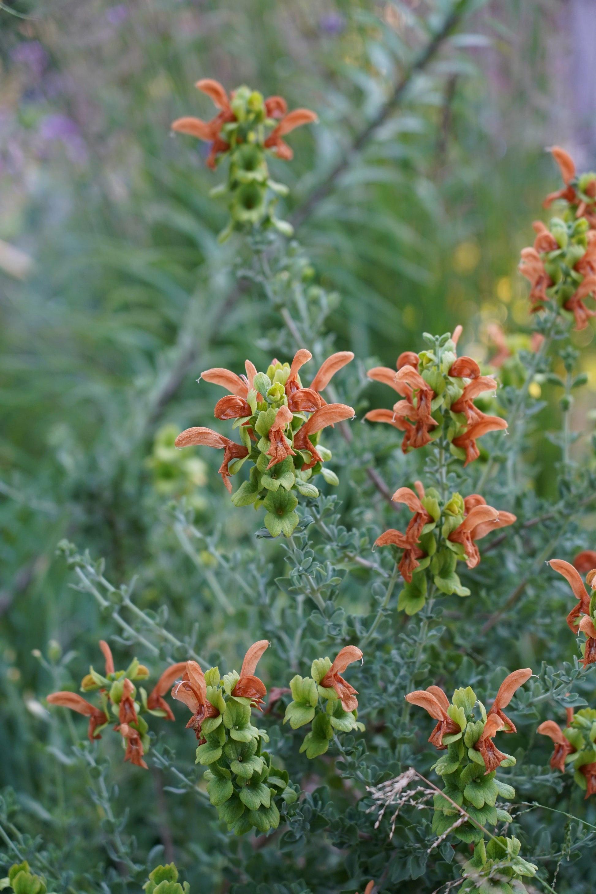 Salvia africana-lutea