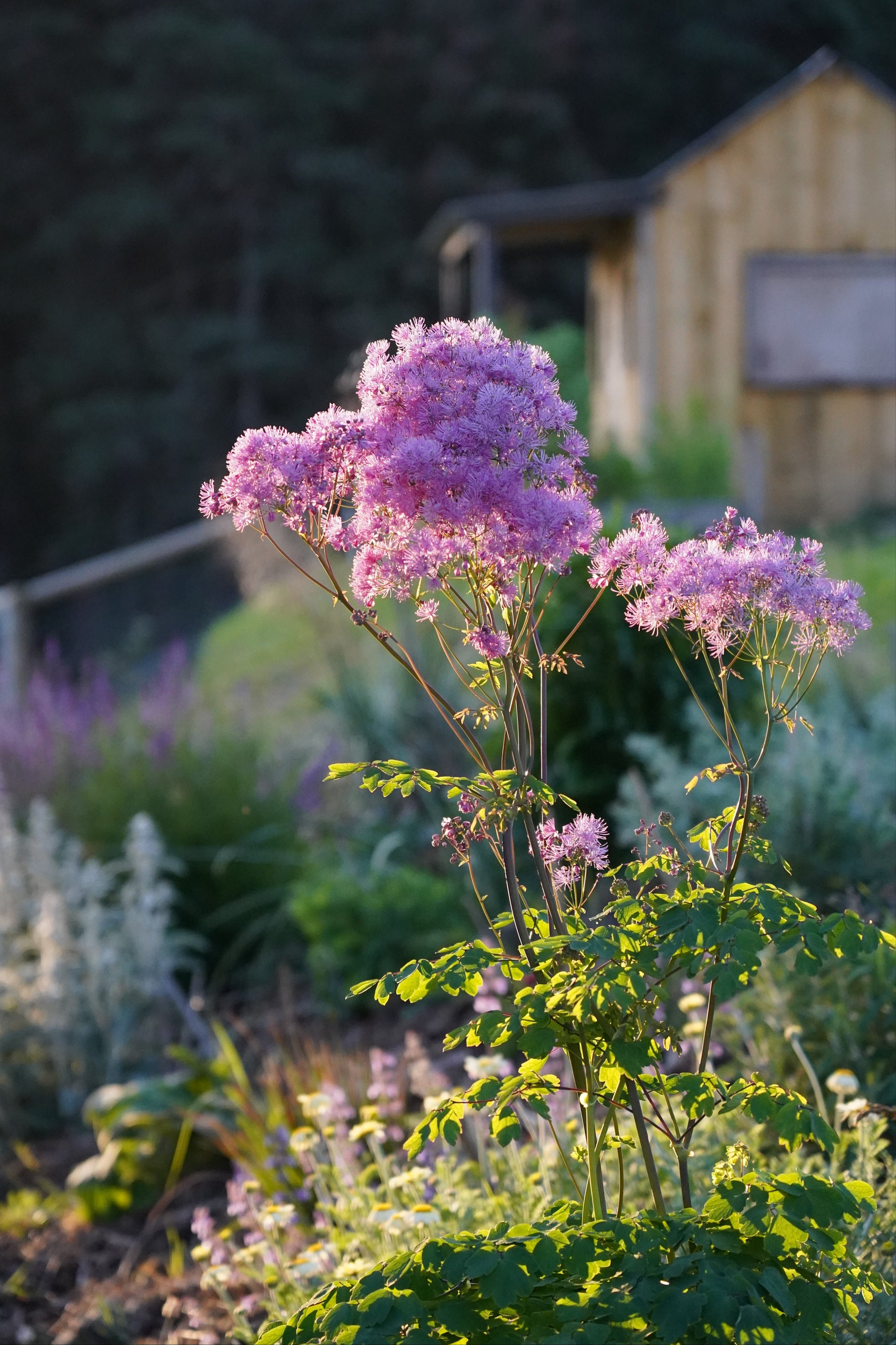 Thalictrum aquilegiifolium