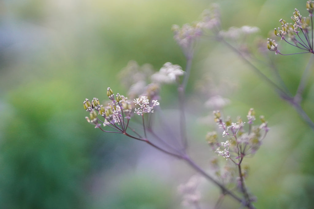 Anthriscus sylvestris 'Ravenswing'