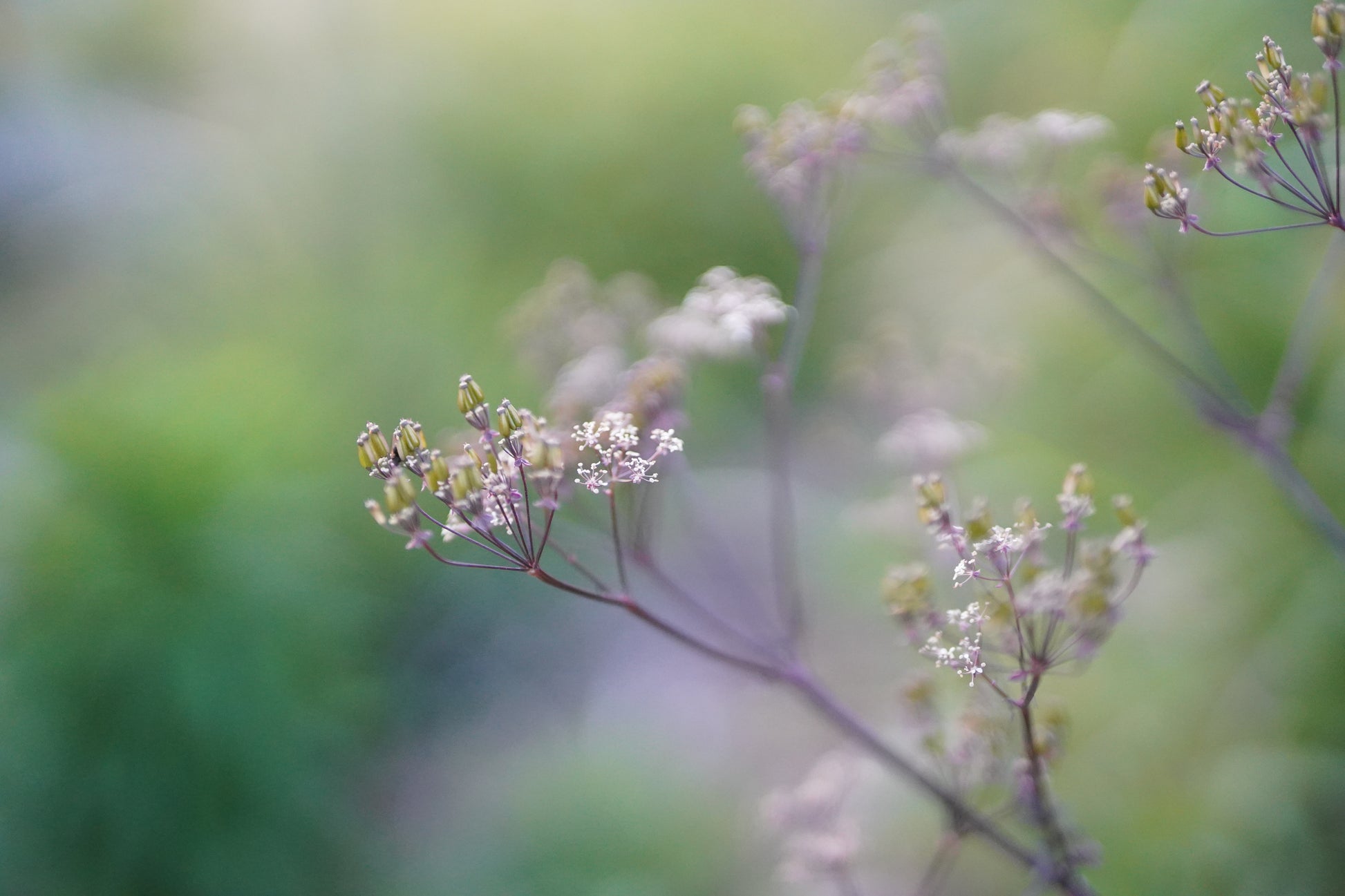 Anthriscus sylvestris 'Ravenswing'