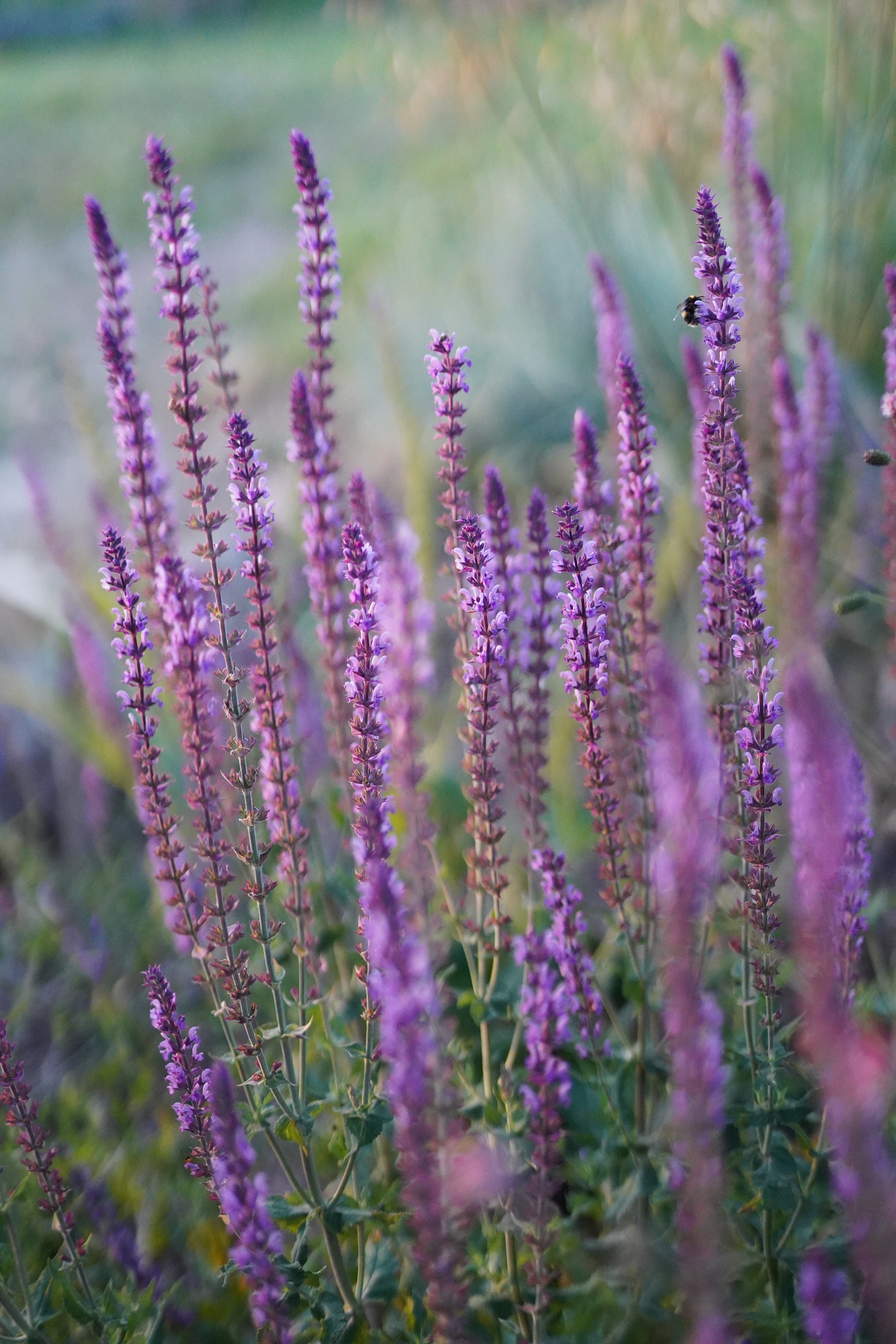 Salvia nemorosa 'Amethyst'