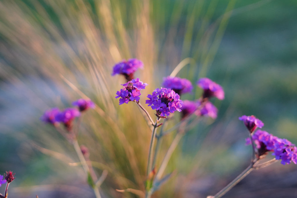 Verbena rigida