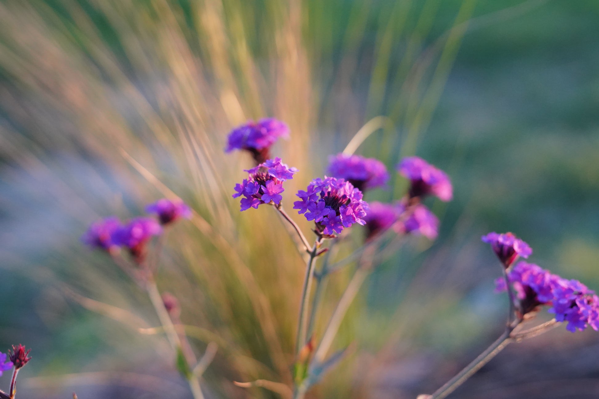 Verbena rigida