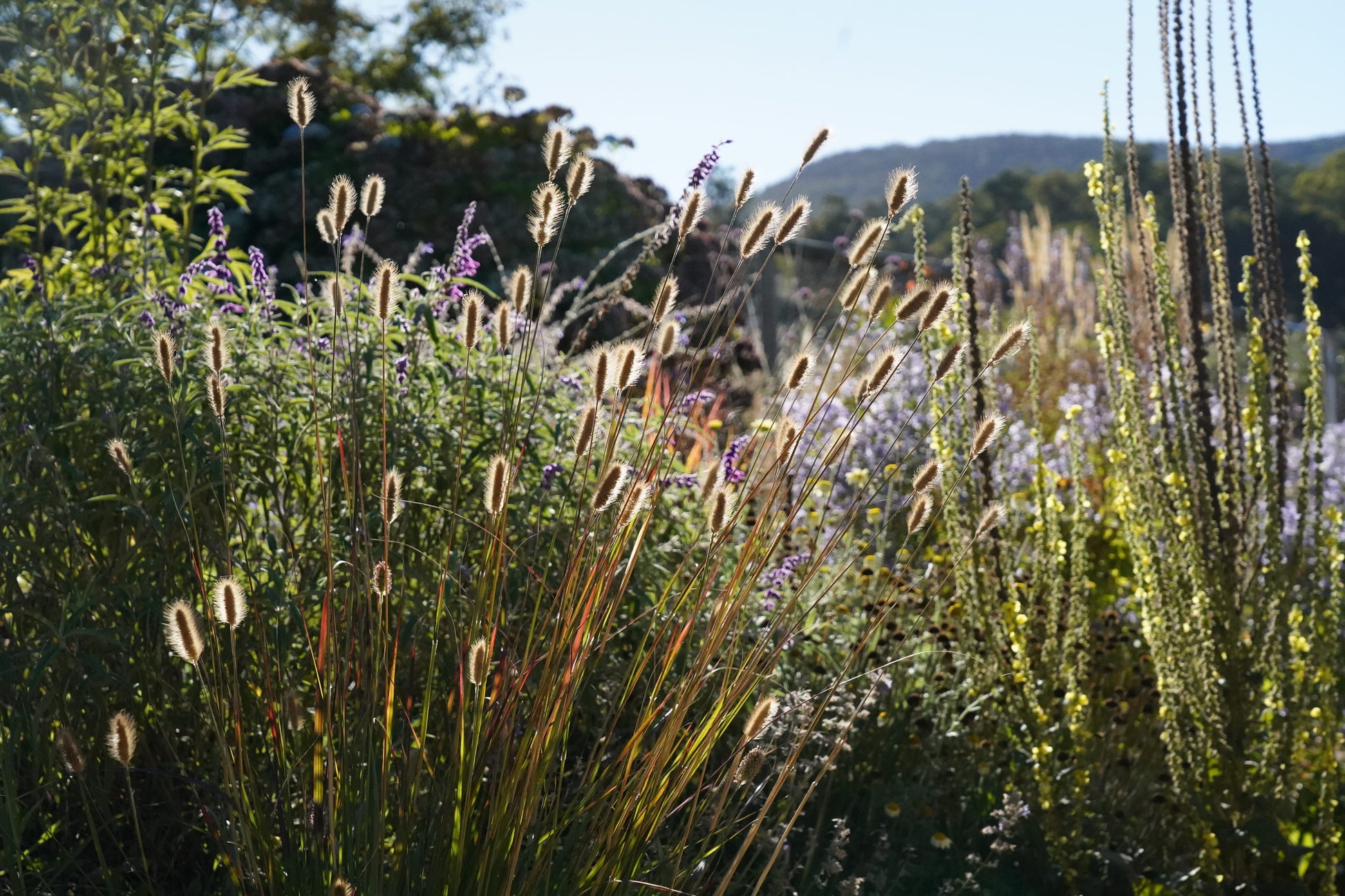 Pennisetum thunbergii 'Red Buttons'