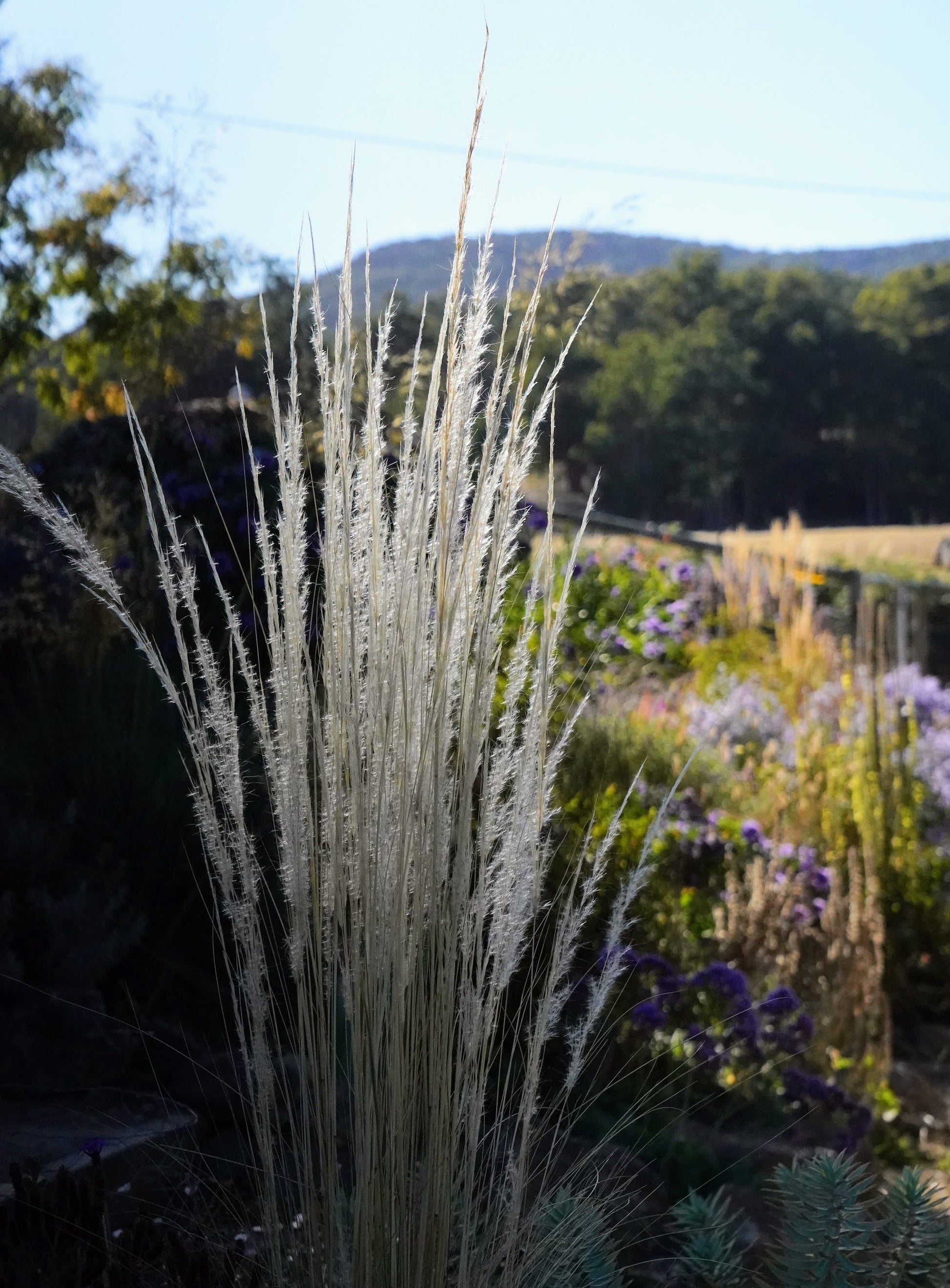 Stipa ichu