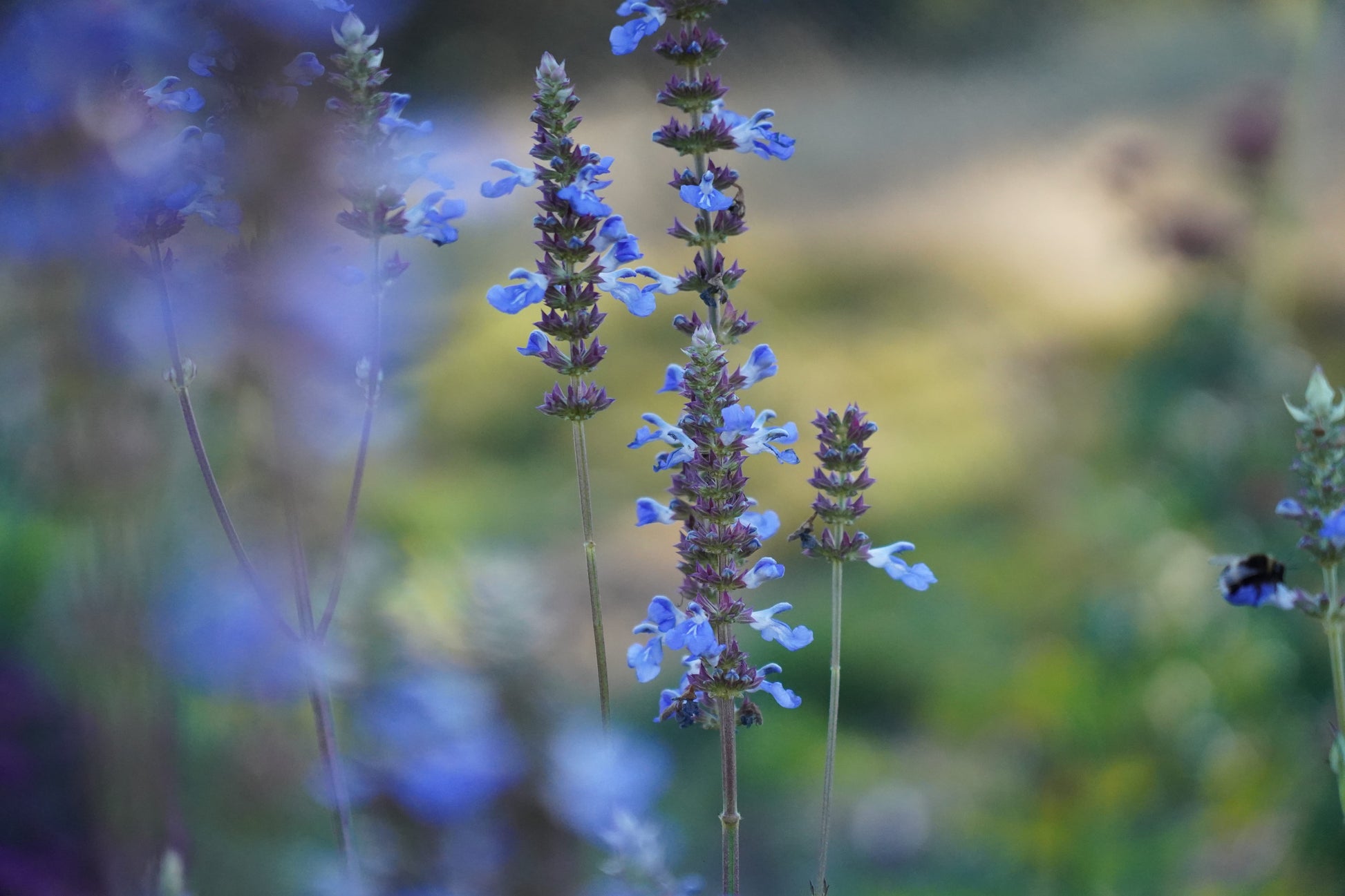 Salvia uliginosa