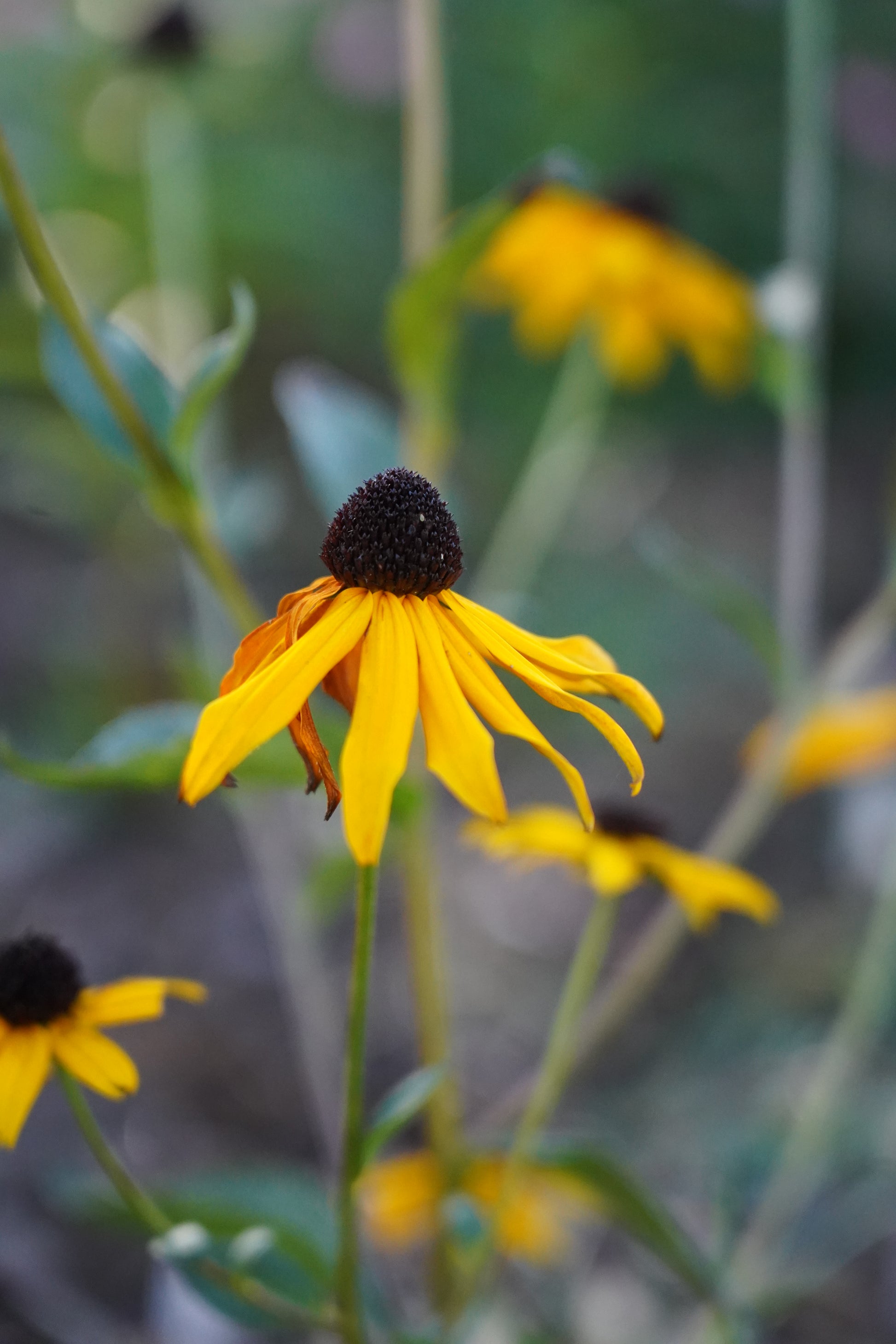 Rudbeckia fulgida 'Goldsturm'