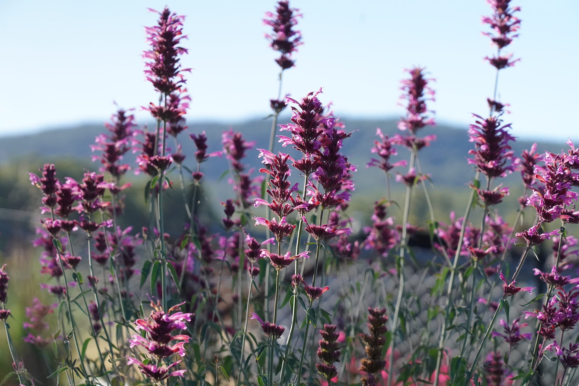 Agastache 'Sweet Lili'