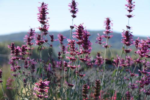 Agastache 'Sweet Lili'