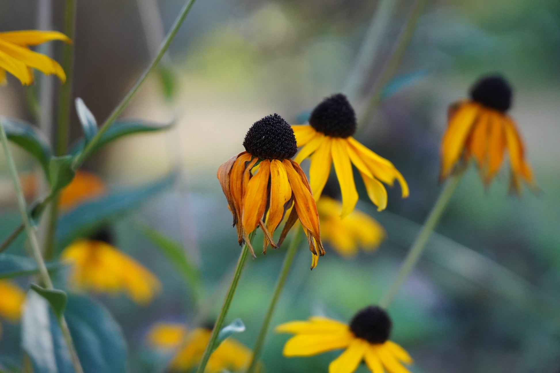 Rudbeckia fulgida 'Goldsturm'