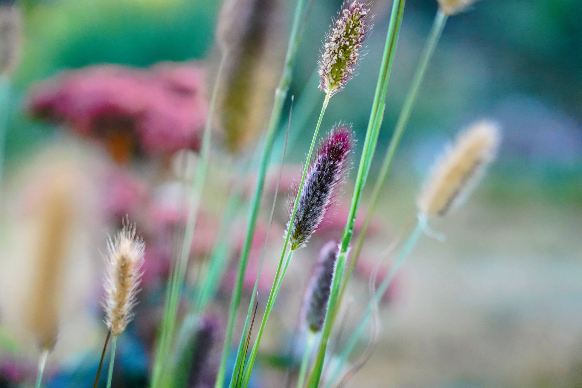 Pennisetum thunbergii 'Red Buttons'