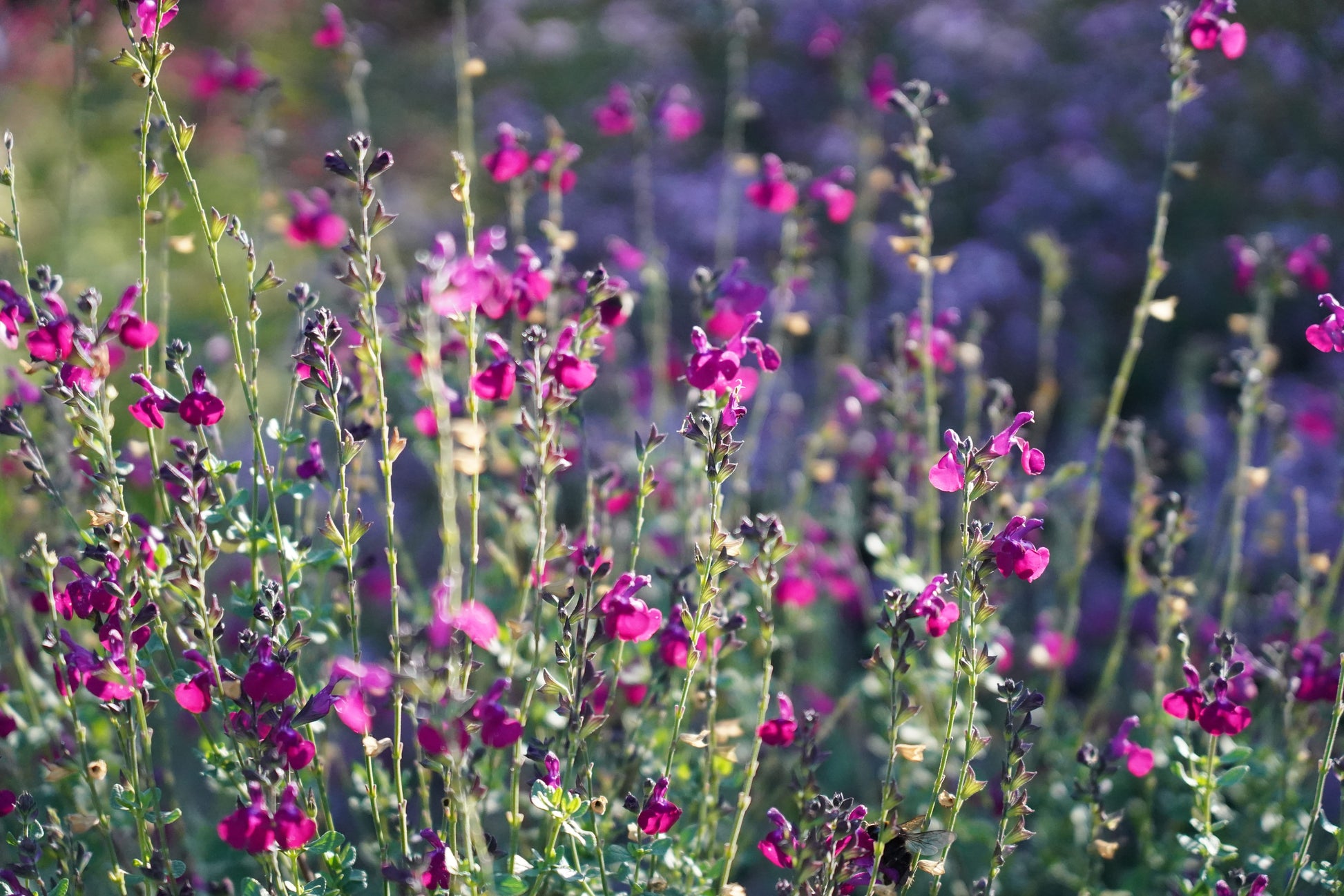 Salvia ‘Cardinal Purple’
