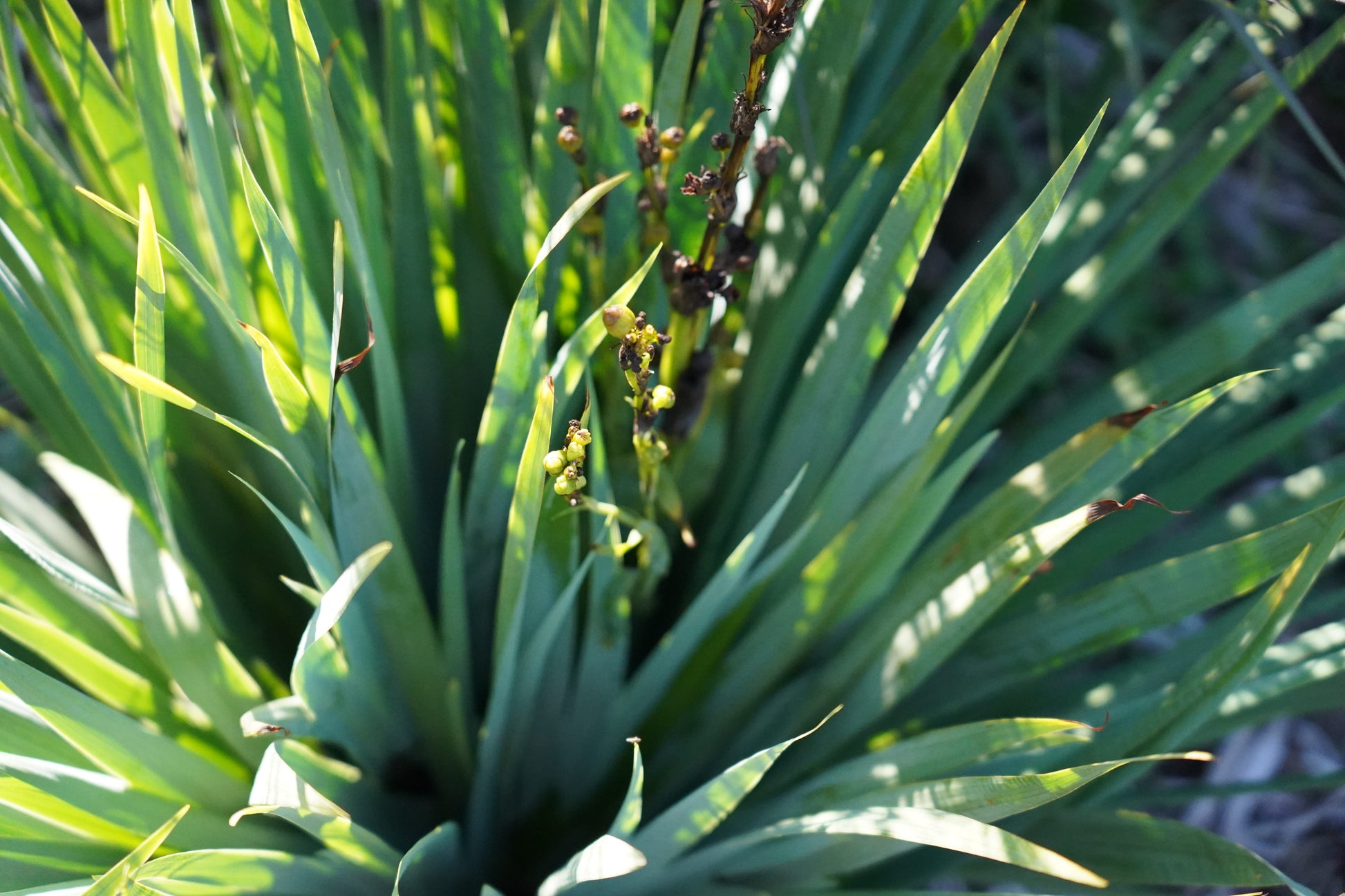 Sisyrinchium striatum