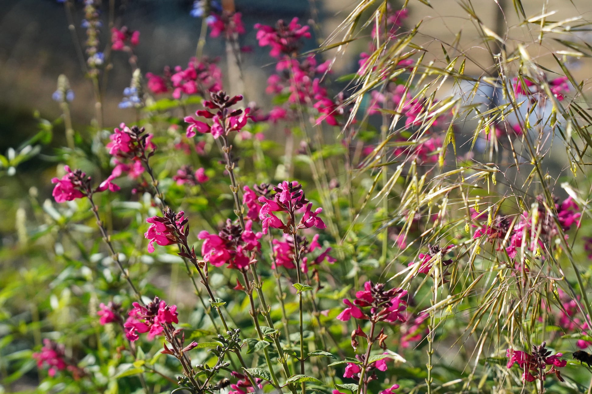 Salvia involucrata 'Mulberry Jam'