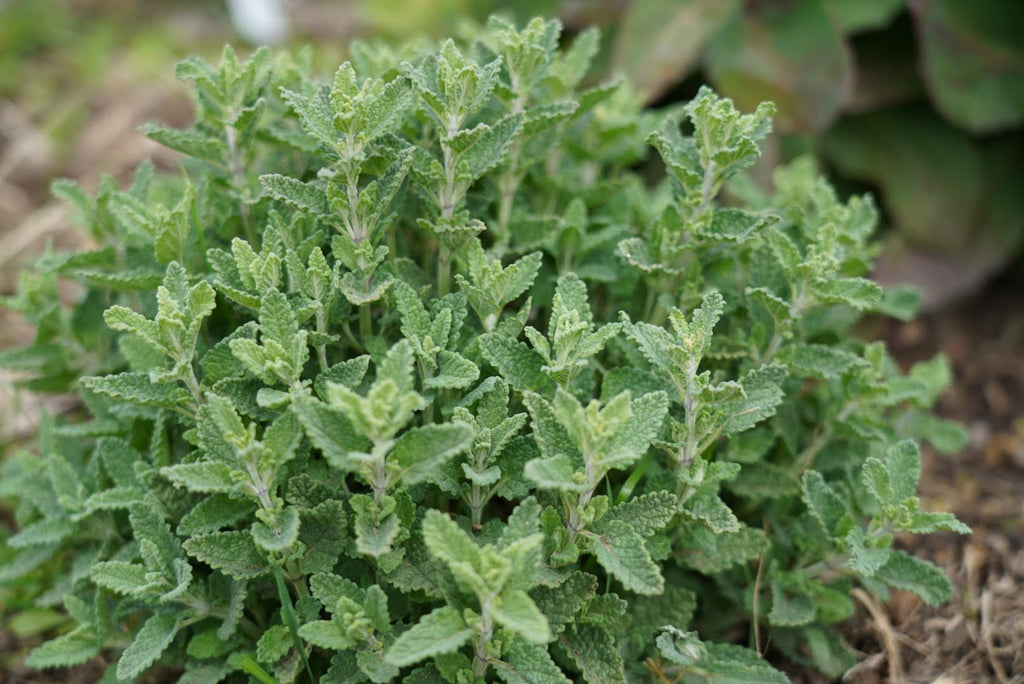 Teucrium massiliense