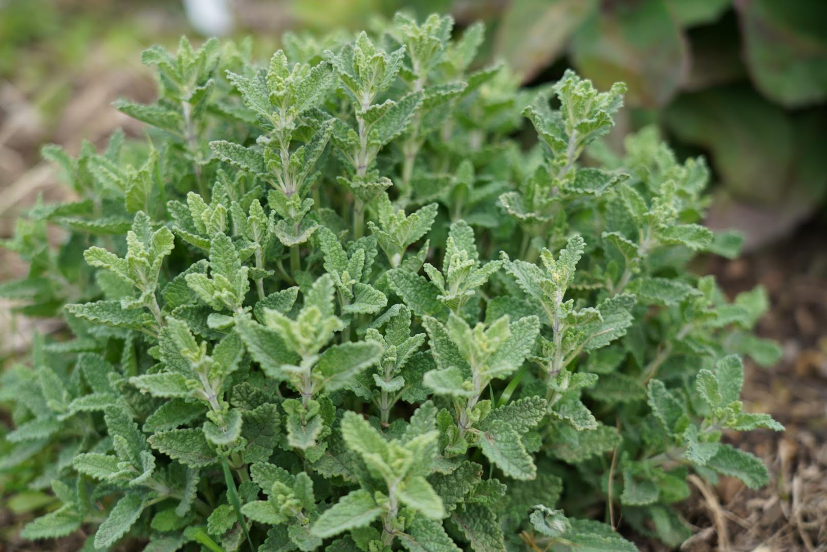 Teucrium massiliense