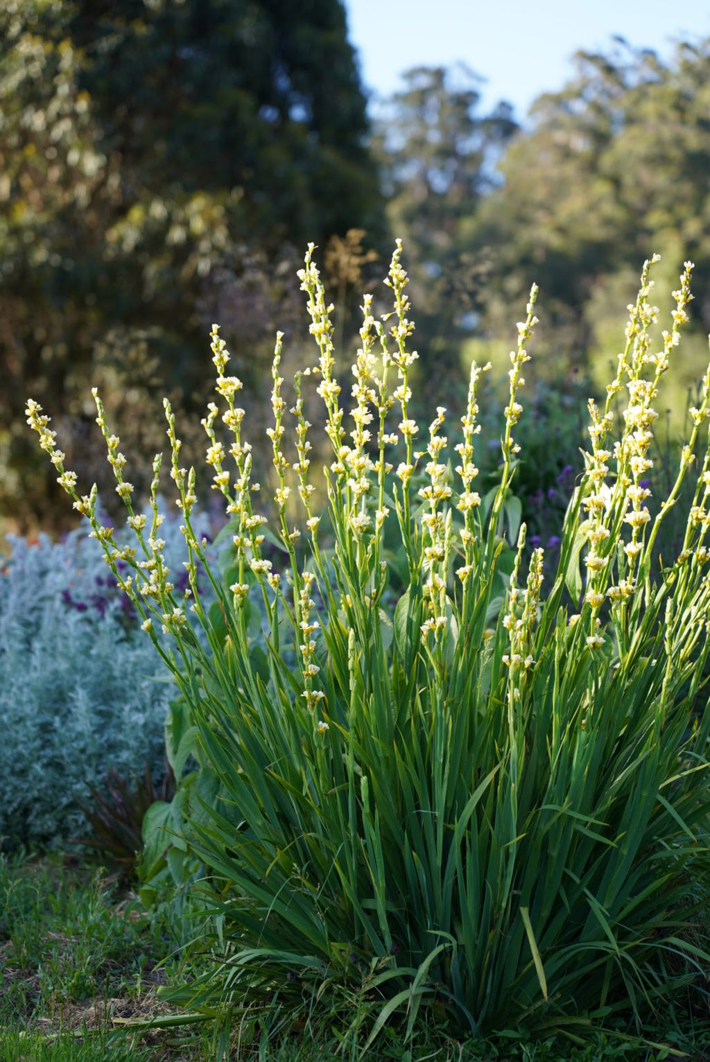 Sisyrinchium striatum