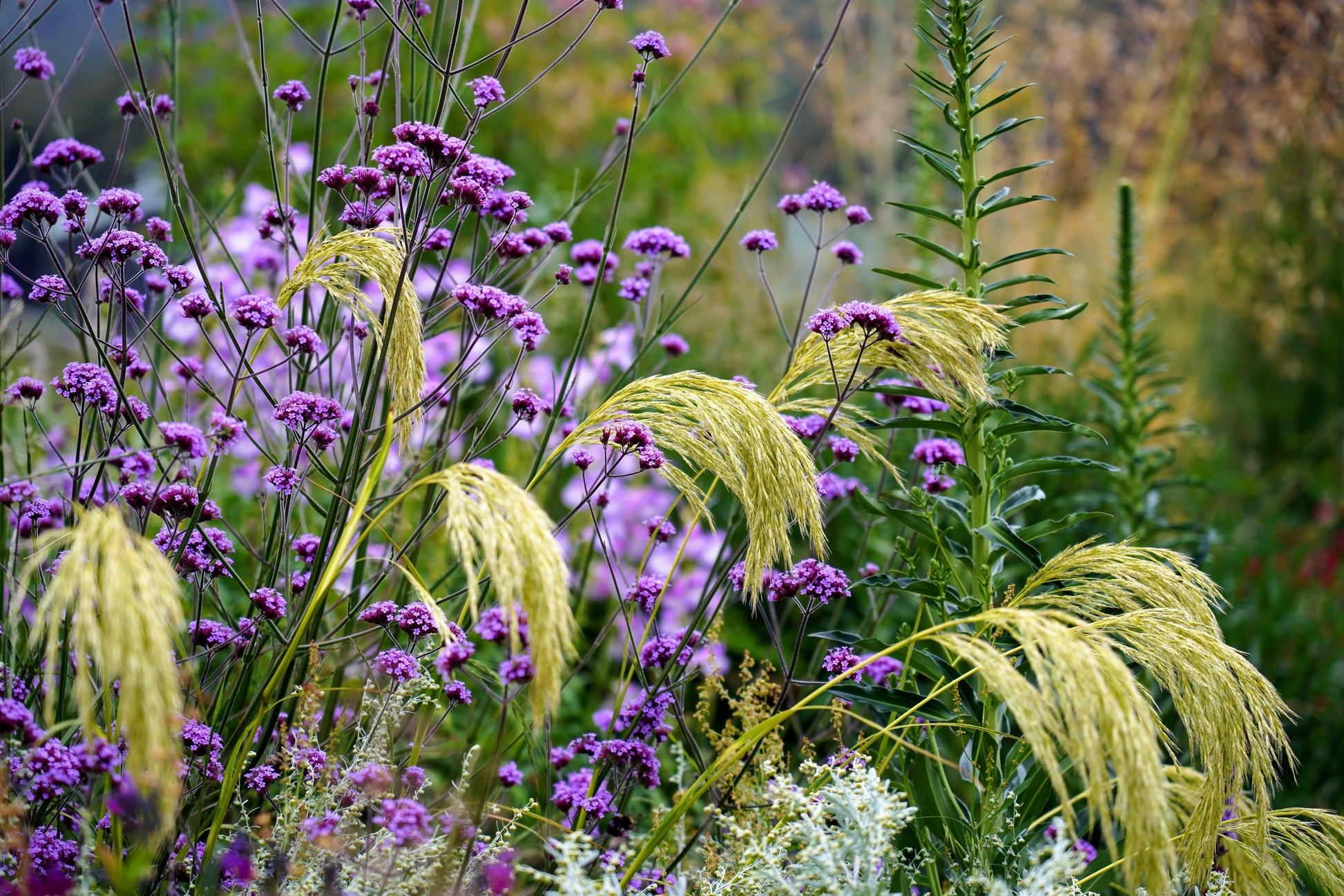 Chionochloa flavicans