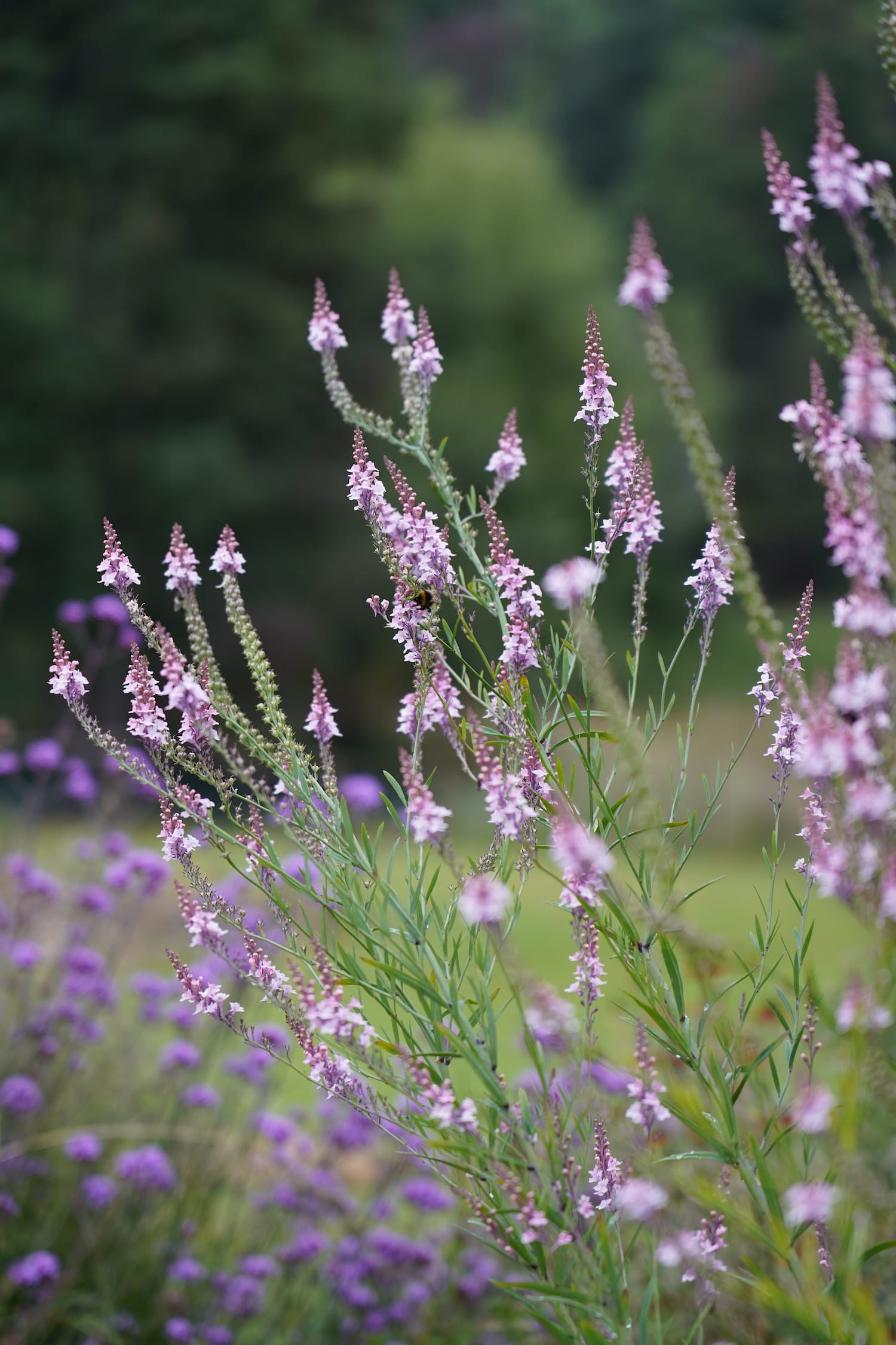 Linaria purpurea - Purple toadflax